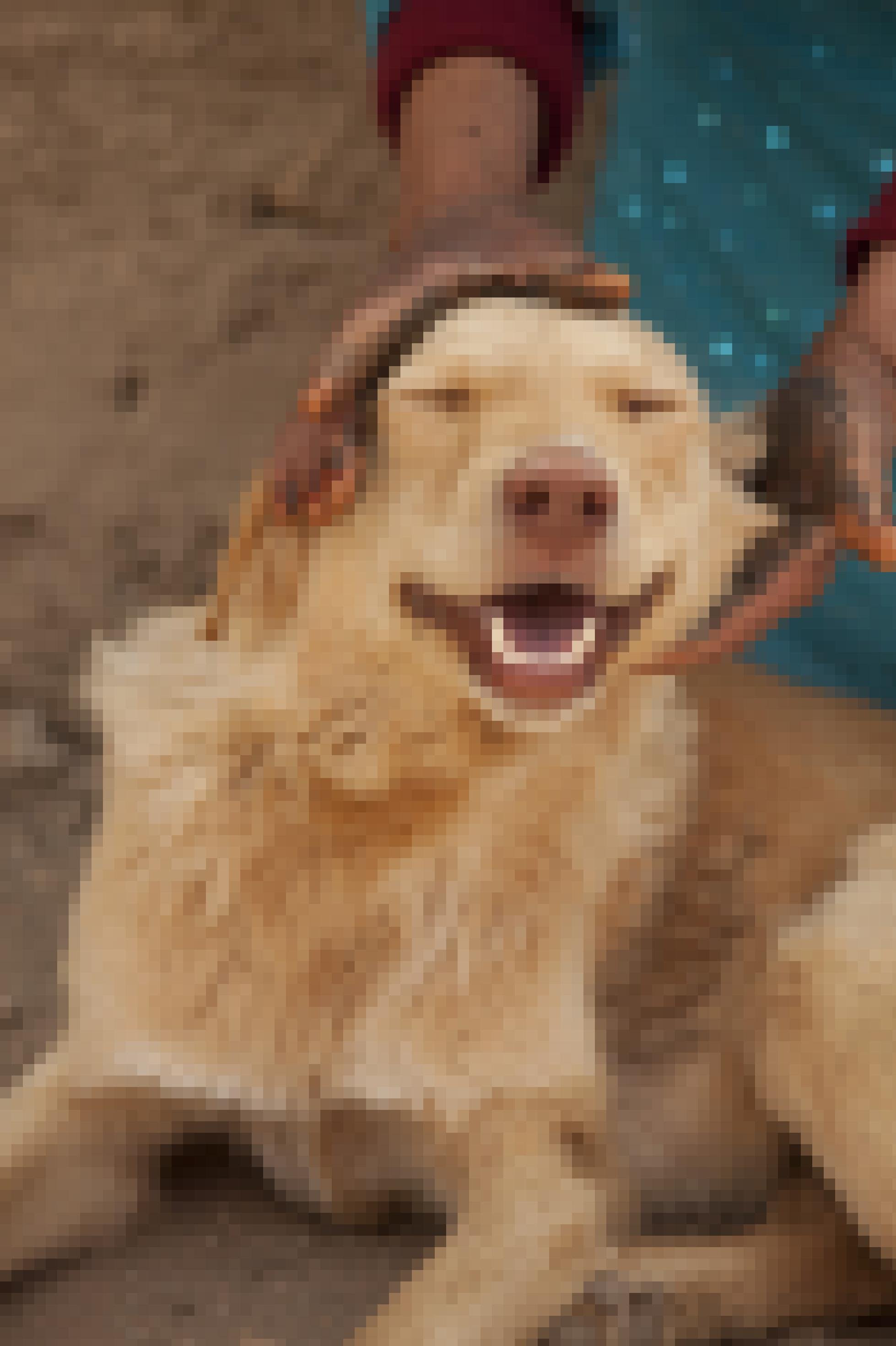 Ein marokkanischer Herdenschutzhund wird von menschlichen Händen gestreichelt und lacht