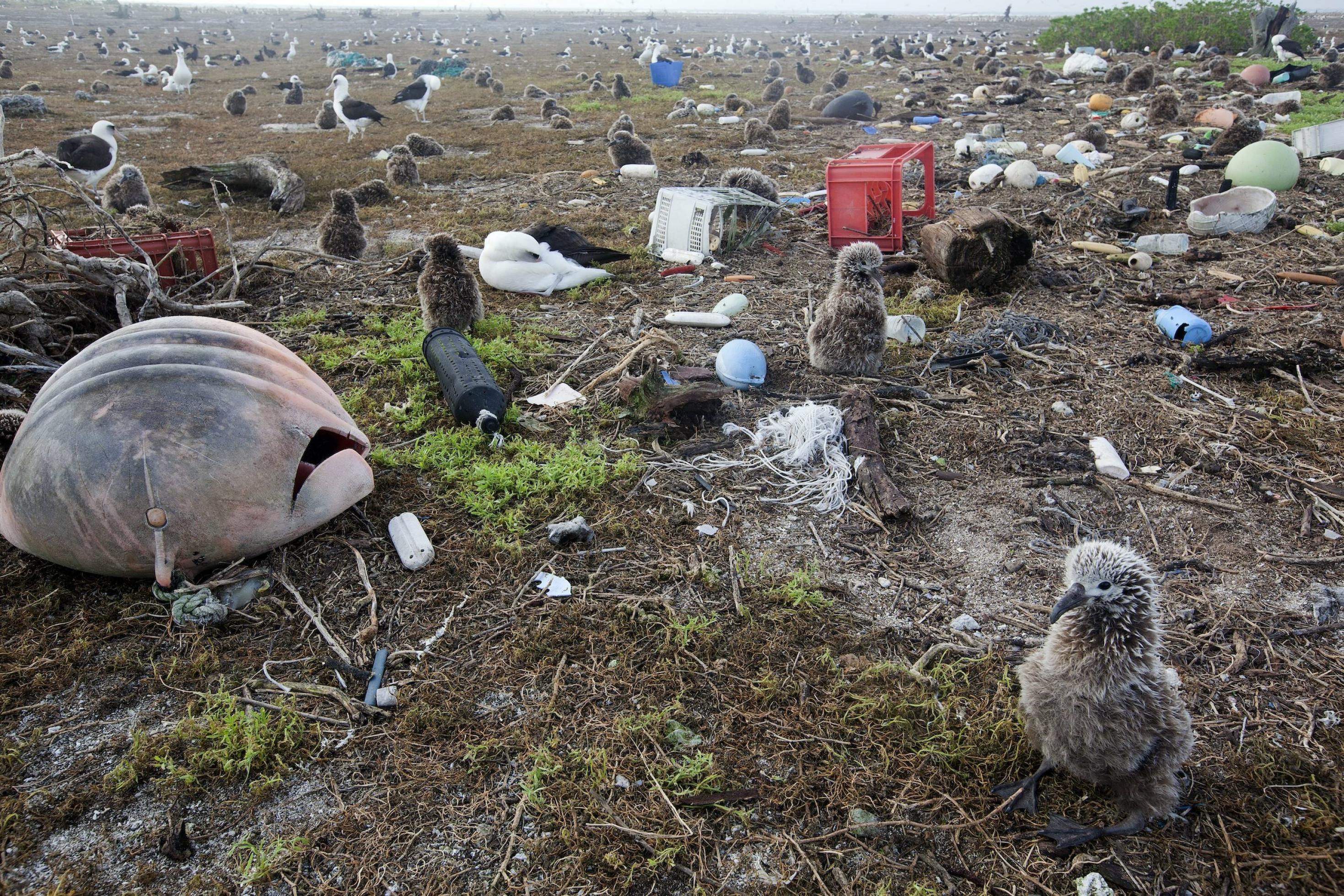 Flauschige braune Küken sitzen zwischen Müll aus Plastik, darunter eine rote Bierkiste, eine schwarze Plastikflasche, Netzreste und eine große Boje.