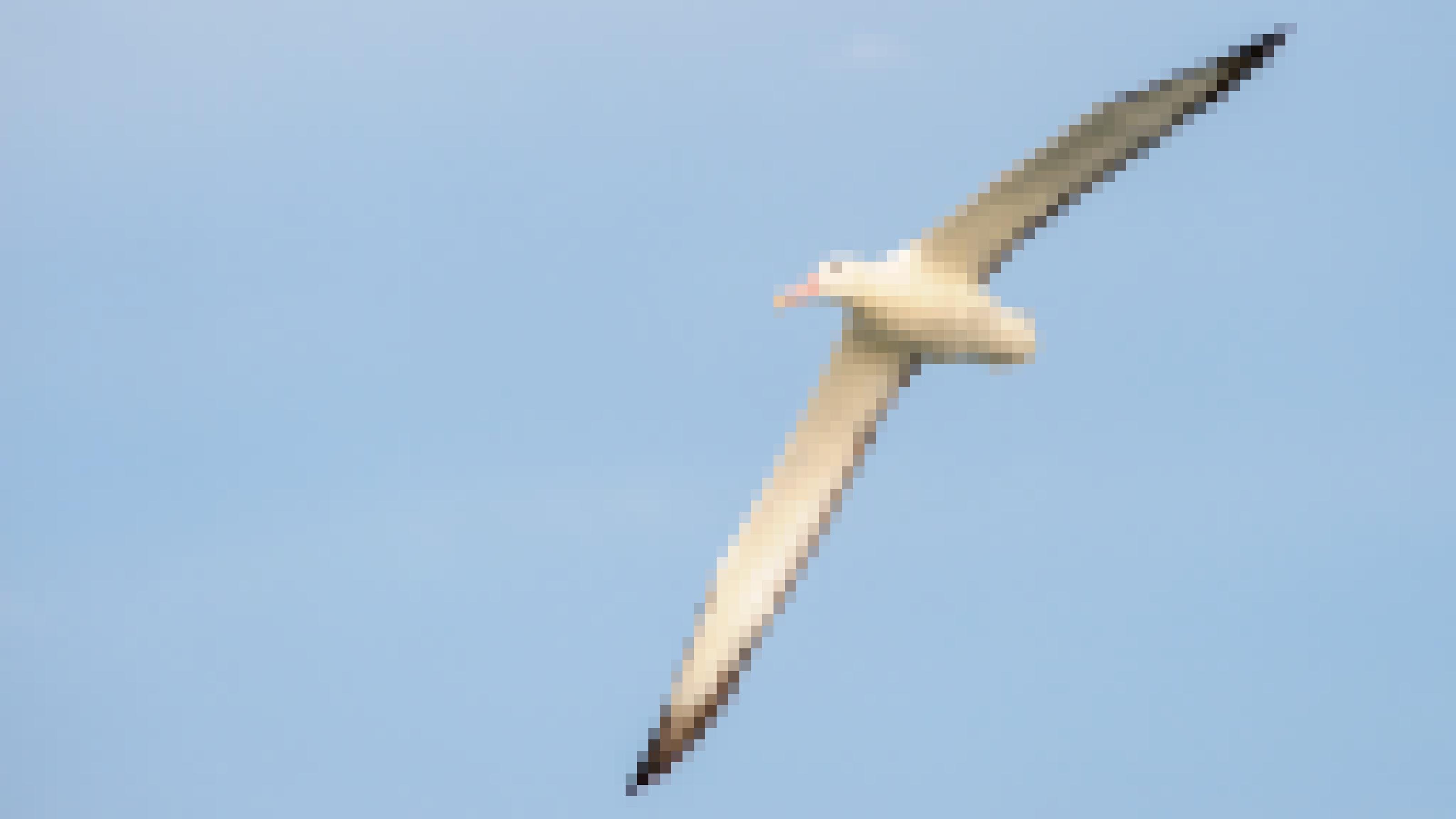 Ein weißer Vogel mit weit ausgebreiteten schmalen Flügeln vor blauem Himmel. Der Schnabel ist rosa, die Ränder und Spitzen der Flügel sind schwarz.