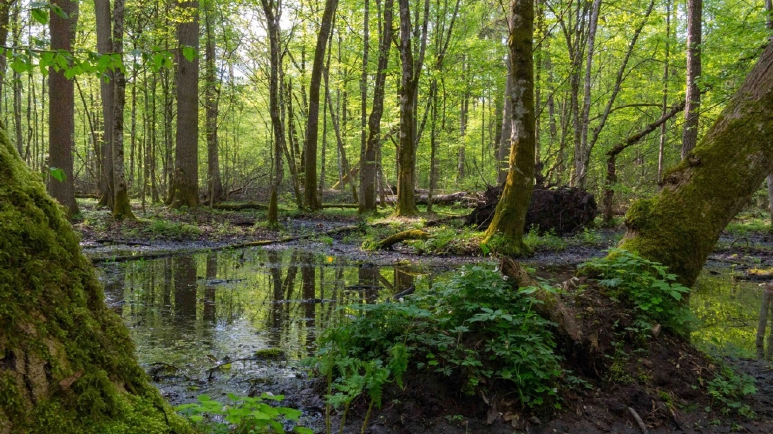 Waldszene aus dem gefährdeten Białowieża-Nationalpark in Polen.