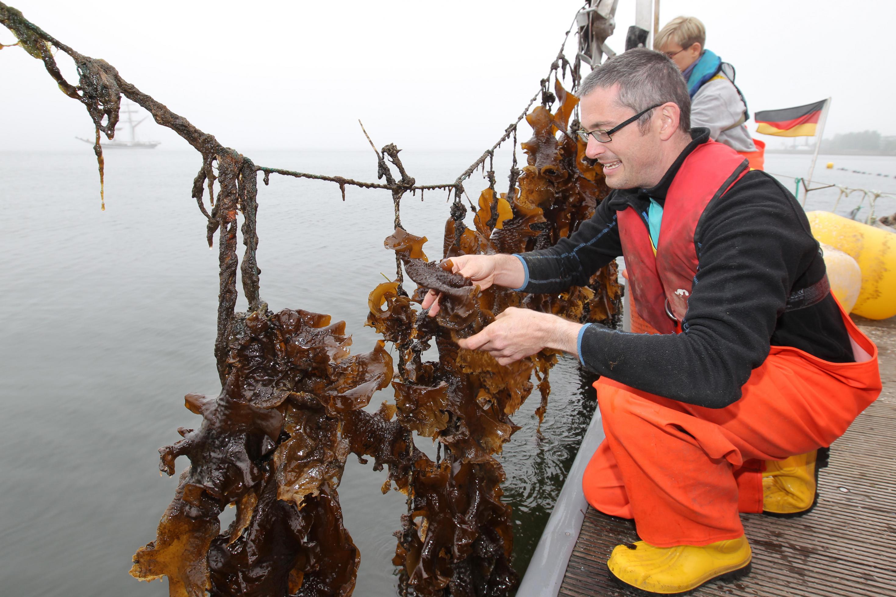 Bild zeigt, wie ein Mann Zuckertang aus der Kieler Förde erntet