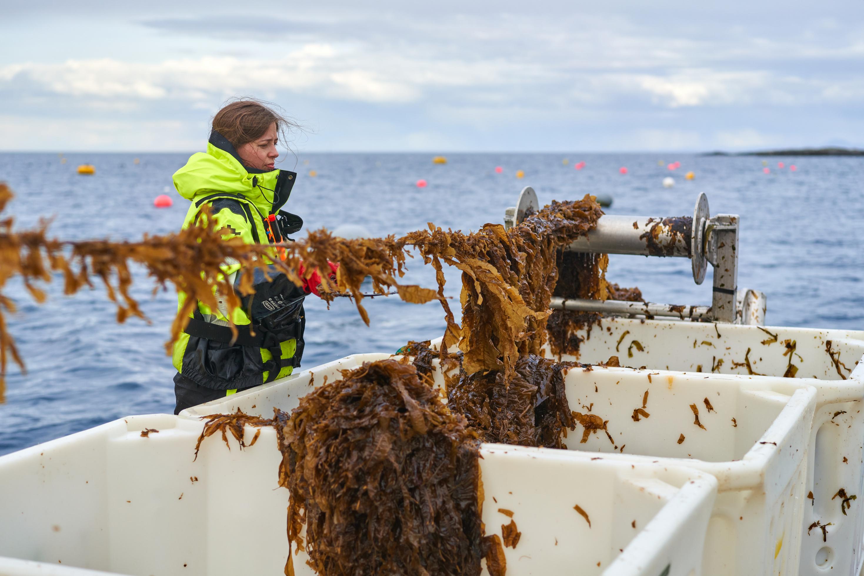 Bild zeigt eine norwegische Algenfarm, auf der das StartUp BettaFish seine Algen ernten.