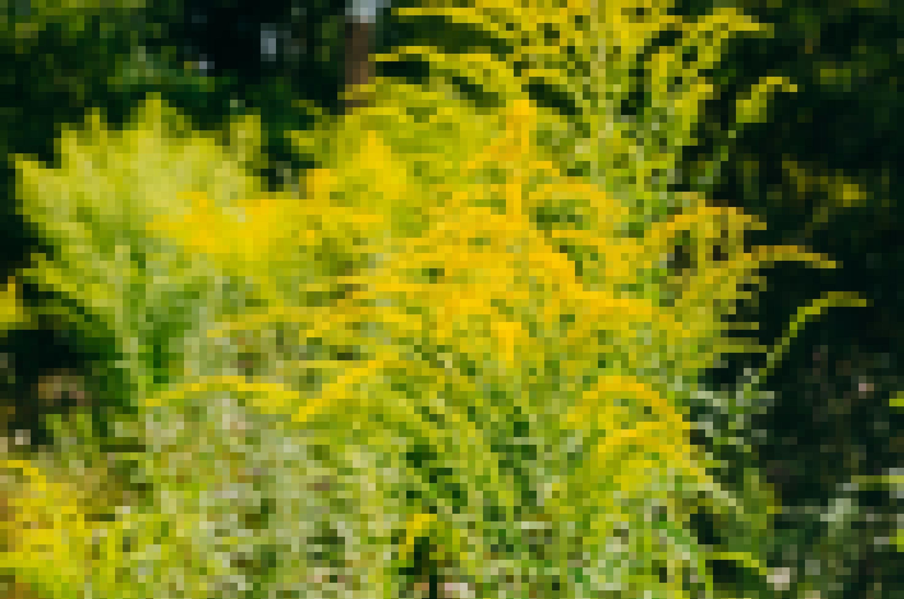 Das Bild zeigt gelb blühende Ambrosia. Der Pollenflug der eingeschleppten Ambrosia setzt im Hochsommer ein. Durch ihr hohes allergisches Potenzial kann Ambrosia Reizungen der Atemwege bis hin zu einem Asthma-Anfall auslösen. Bei der Berührung der haarigen Stiele kann es außerdem zu einer Kontaktallergie kommen. Viele Pflanzen finden sich häufig in der Nähe von Vogelhäuschen, da in Futter mit Sonnenblumenkernen oft Ambrosiensamen enthalten sind. Das kommt daher, dass Ambrosien oft auf Sonnenblumenfeldern als „Ackerunkraut“ vorkommen. Wer einen großen Ambrosia-Bestand entdeckt, sollte das der zuständigen Behörde melden, damit die Pflanzen fachgerecht entsorgt werden können.