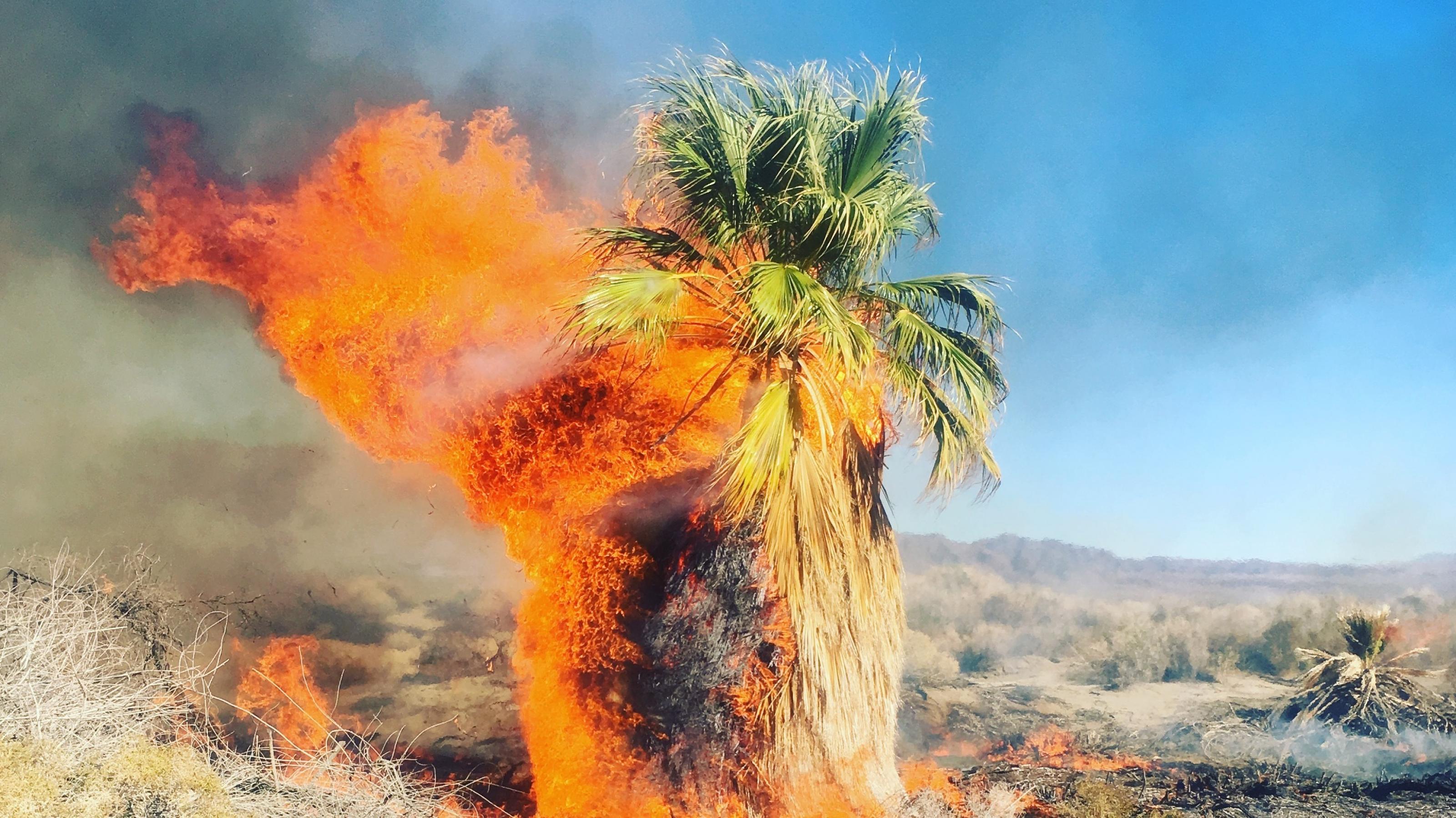 Brennende Palme bei einem Buschbrand im Schutzgebiet Dos Palmas in der Nähe von Palm Springs, Kalifornien 2017. Am Stamm lodert das Feuer, die Flammen und der Rauch werden vom Wind nach links gedrückt. Oben sind noch grüne Palmwedel zu sehen. Der Baum steht in einer Steppenlandschaft. Solche Feuer werden durch die Dürre und damit durch den Klimawandel begünstigt und verschärft, auch wenn die globale Erwärmung nicht die einzige Ursache ist.