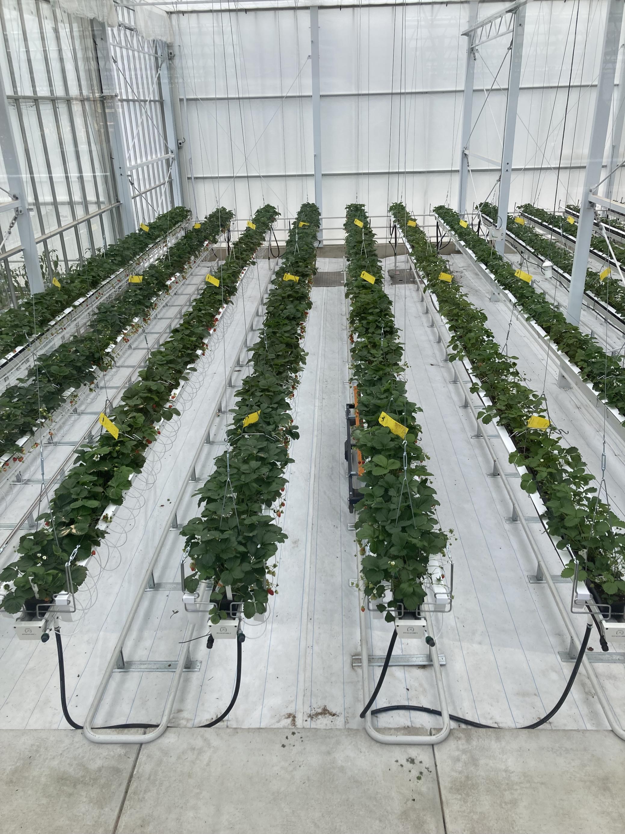 Erdbeerpflanzen wachsen in Nährkulturen in Behältern, die von der Decke eines Gebäudes hängen. So könnte Landwirtschaft in der Stadt aussehen, Licht und Bewässerung werden vom Computer gesteuert.