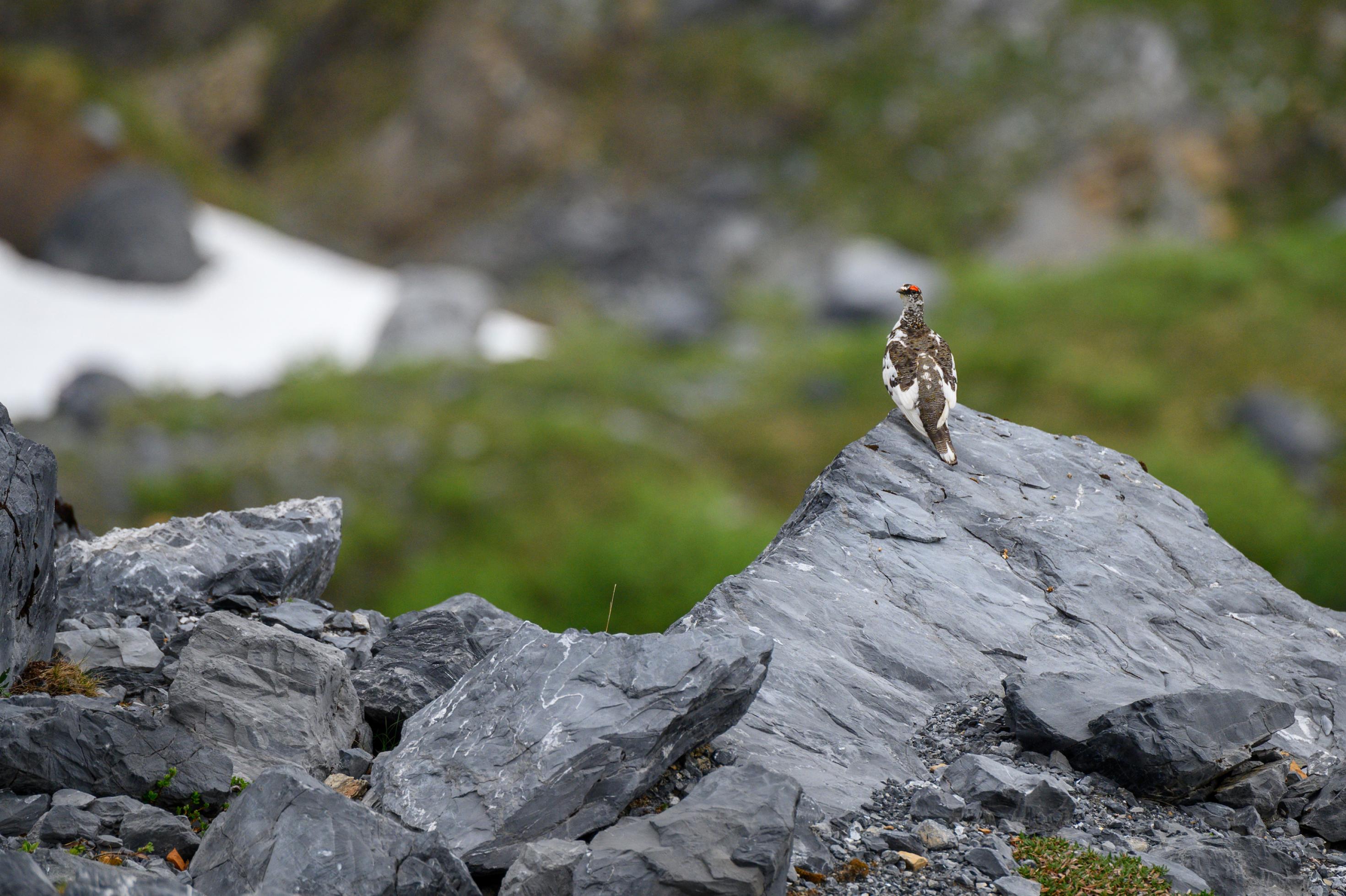 Braun-weißer Vogel sitzt auf Felsen vor Schneebrett in grüner Landschaft.