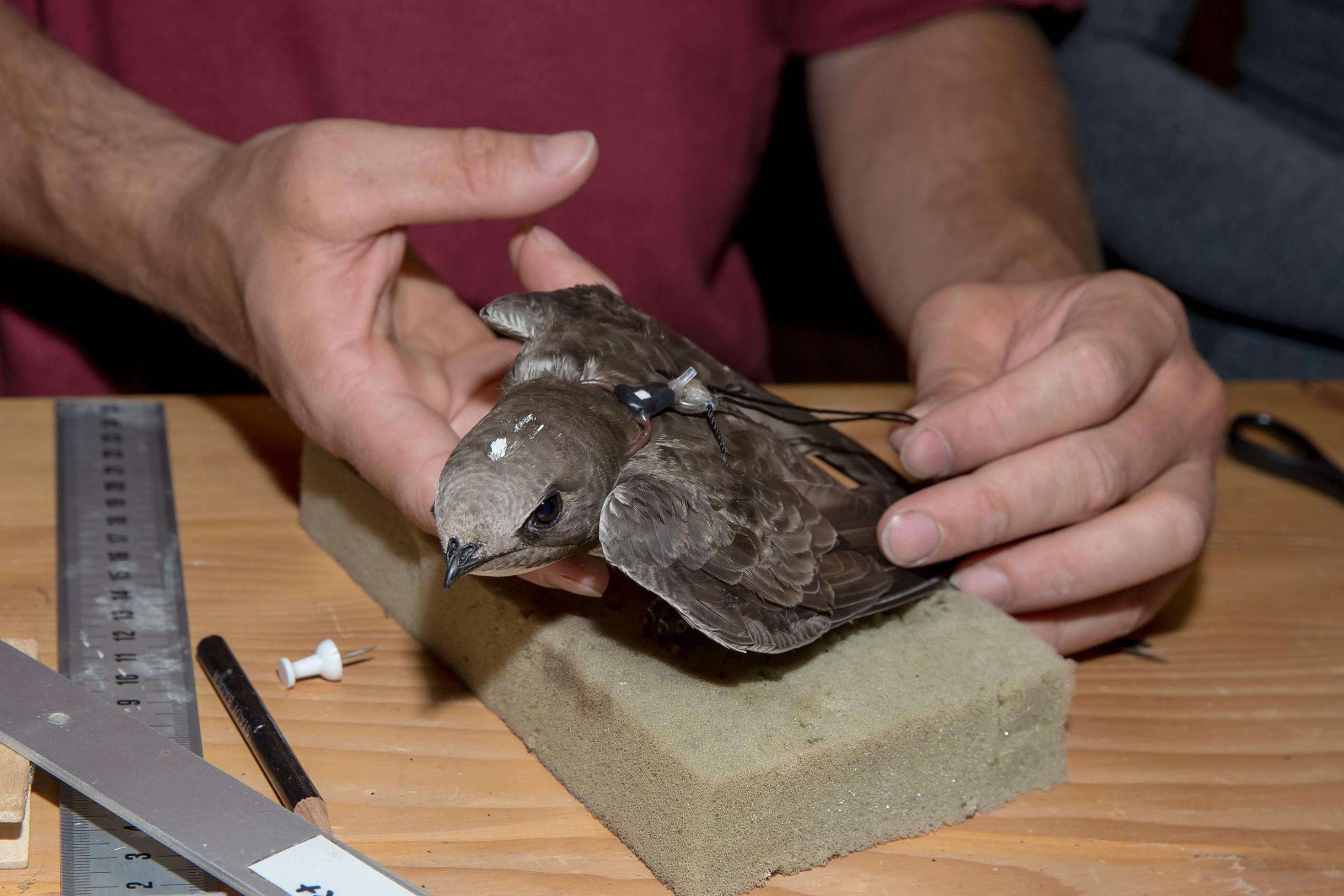 Ein Alpensegler wird mit einem Geolokator ausgerüstet. Dieser wird dem Vogel mit einer Art Rucksack auf den Rücken geschnallt.