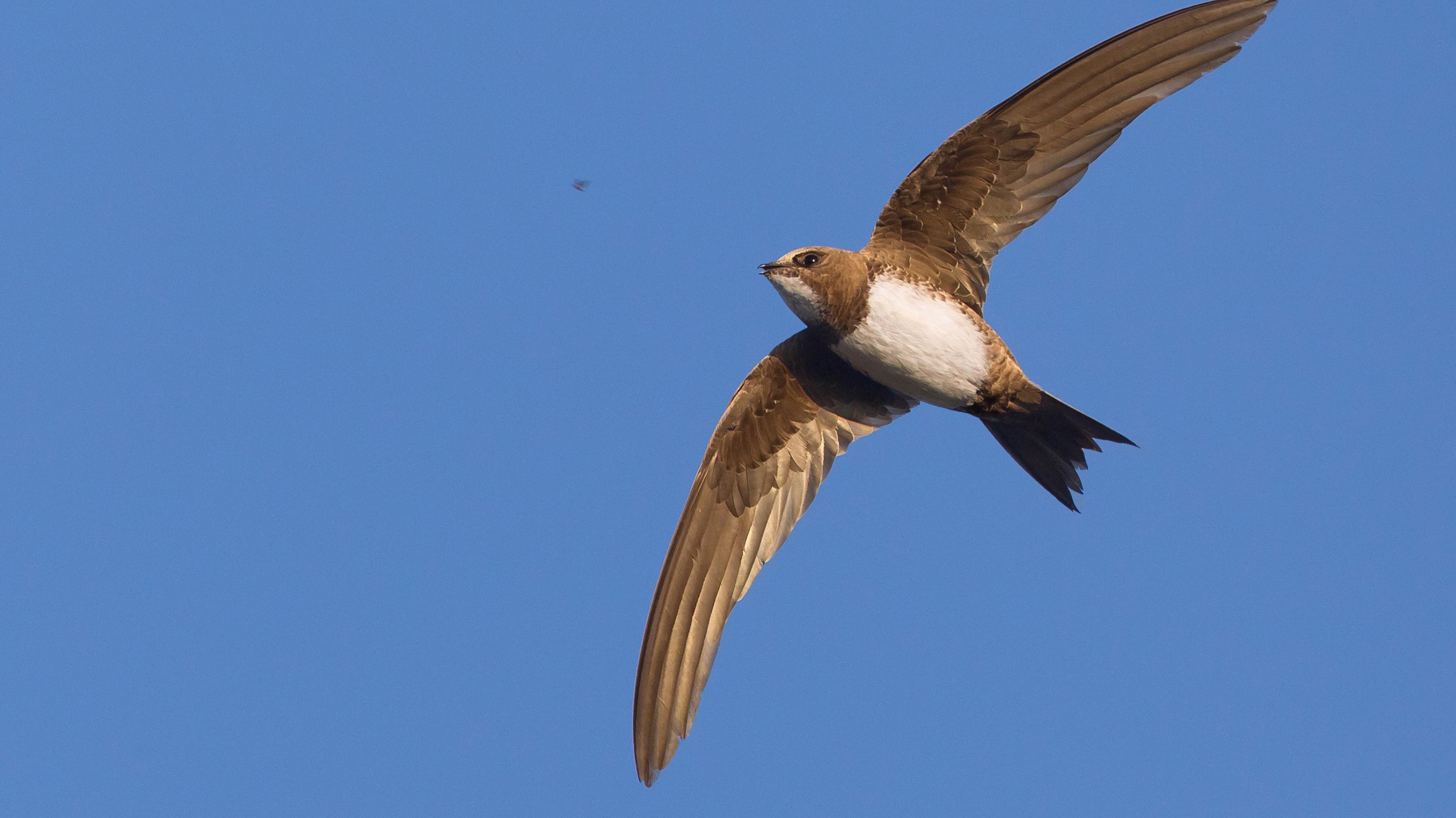 Ein Alpensegler fliegt mit ausgestreckten Flügeln im Himmel. Dabei zeigt er seinen weissen Bauch und die helle Kehle.