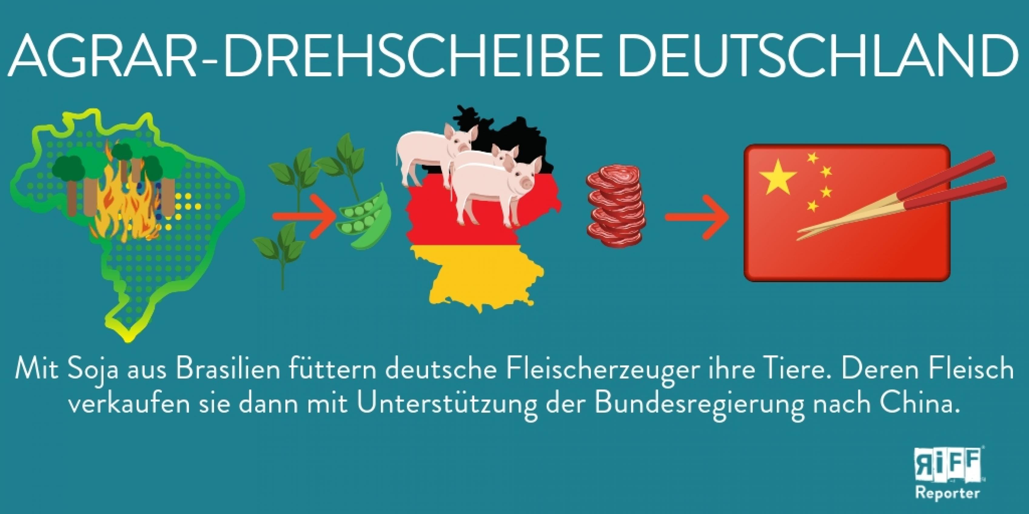 Agrar-Drehscheibe Deutschland: Mit Soja aus Brasilien werden in Deutschland Tiere gefüttert. Deren Fleisch wird dann auch nach China exportiert.