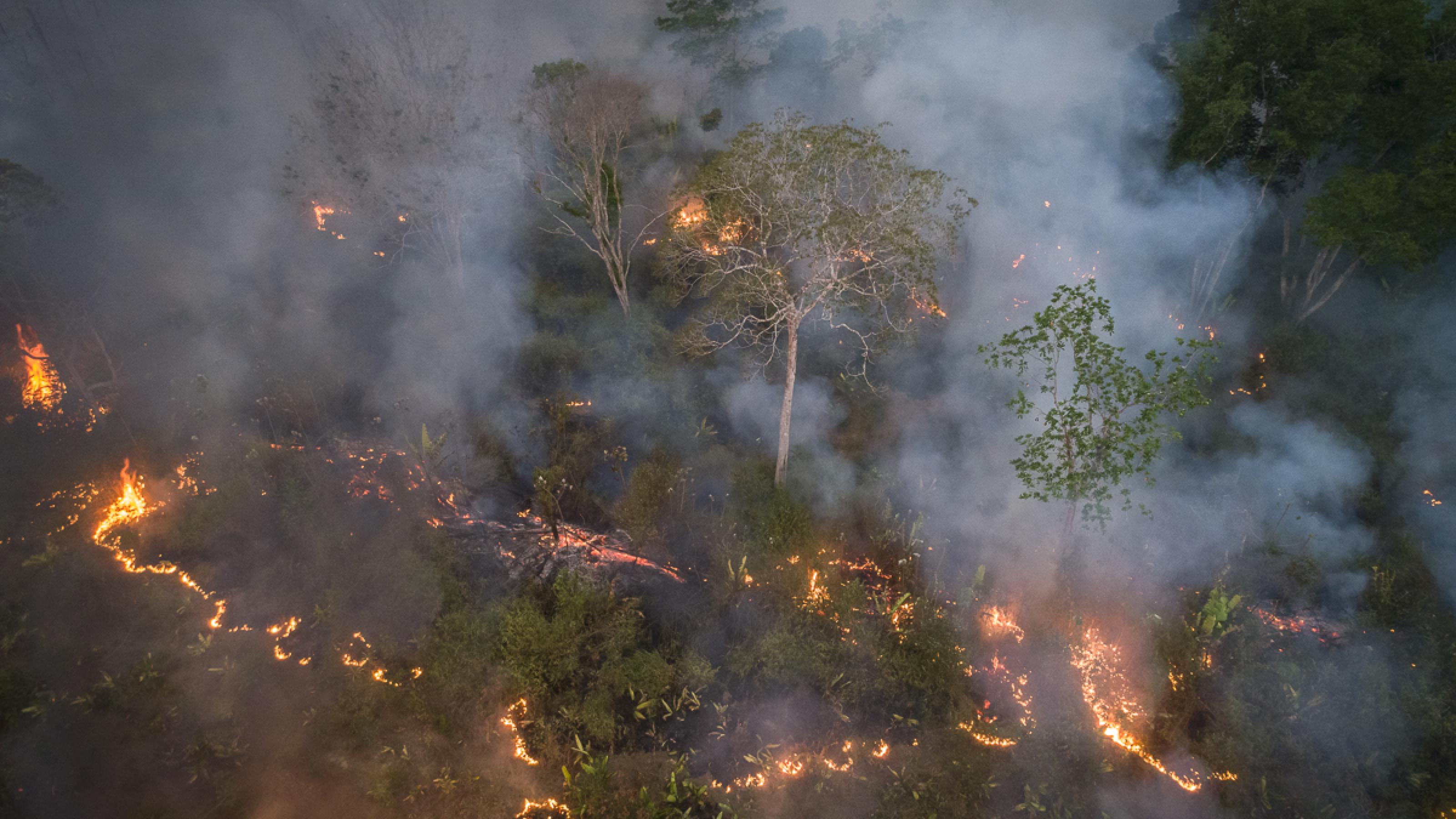 Das Dronenbild zeigt Feuer, das in mehreren dünnen Linien um Büsche und die Stämme von Bäumen herum brennt.