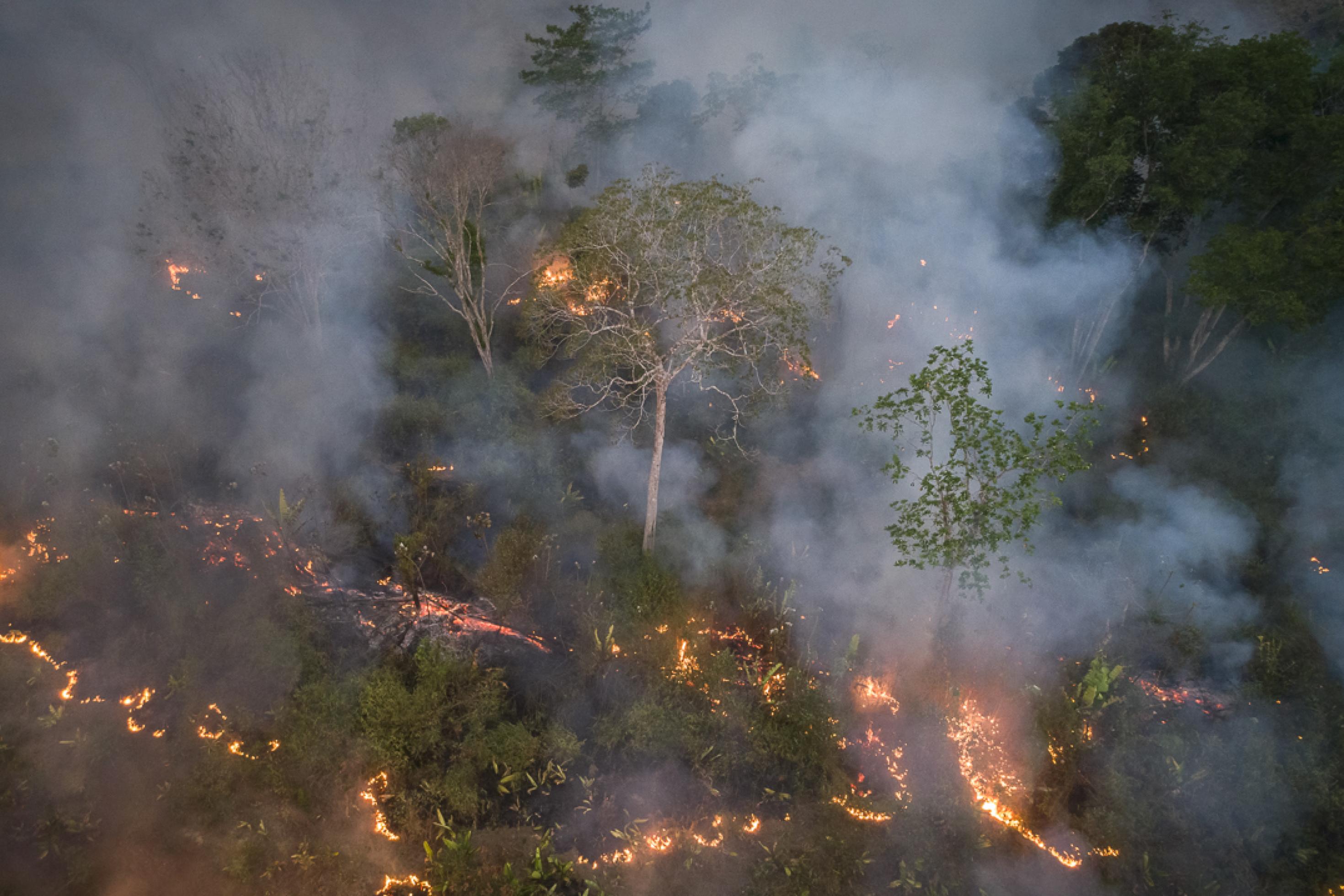 Das Dronenbild zeigt Feuer, das in mehreren dünnen Linien um Büsche und die Stämme von Bäumen herum brennt.