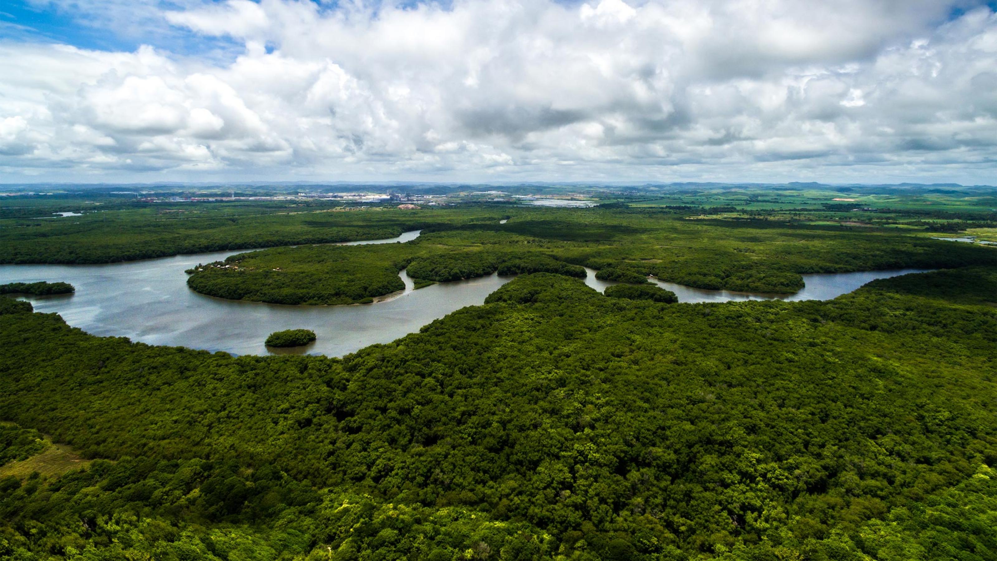 Luftbild eines Regenwalds, der von einem Fluss durchflossen wird.