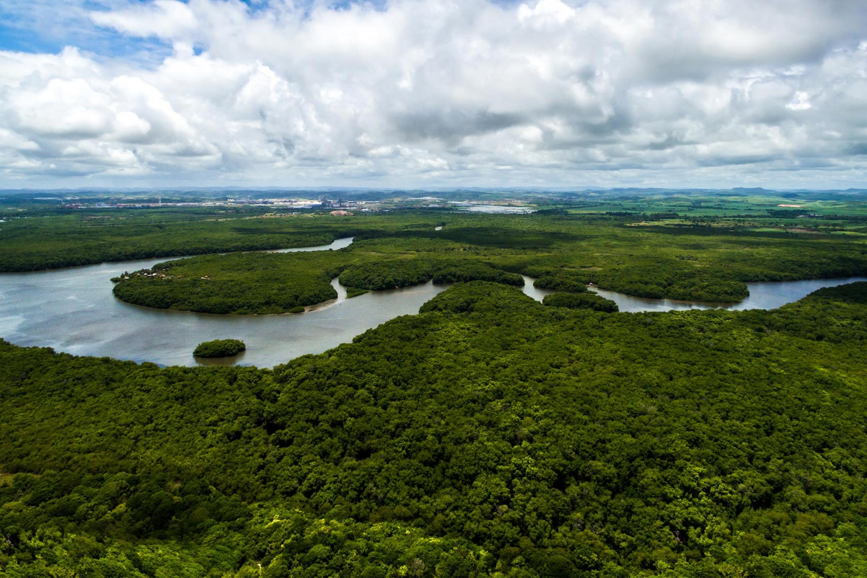Luftbild eines Regenwalds, der von einem Fluss durchflossen wird.