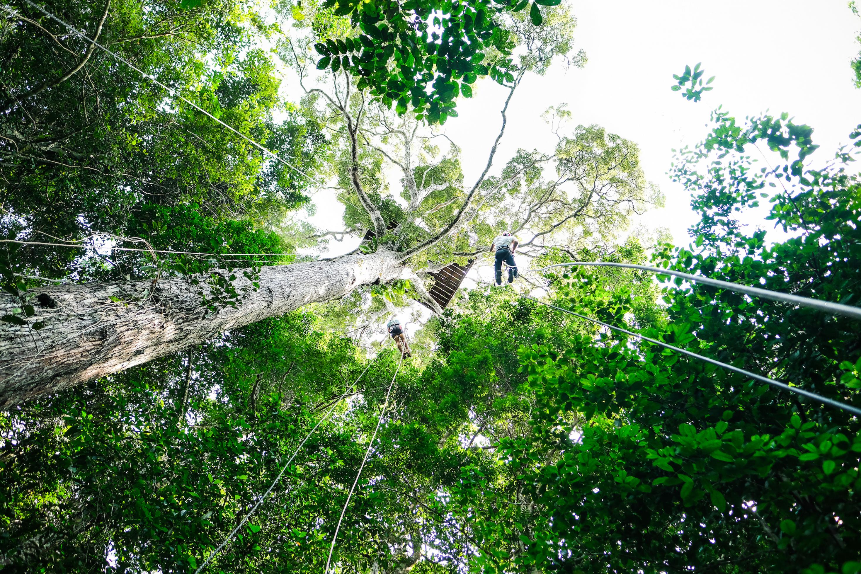 Das Bild stammt aus dem Amazonaswald und zeigt das Kronendach von unten. Auf einem der Bäume ist eine Holzplattform, von der sich zwei Menschen abseilen.