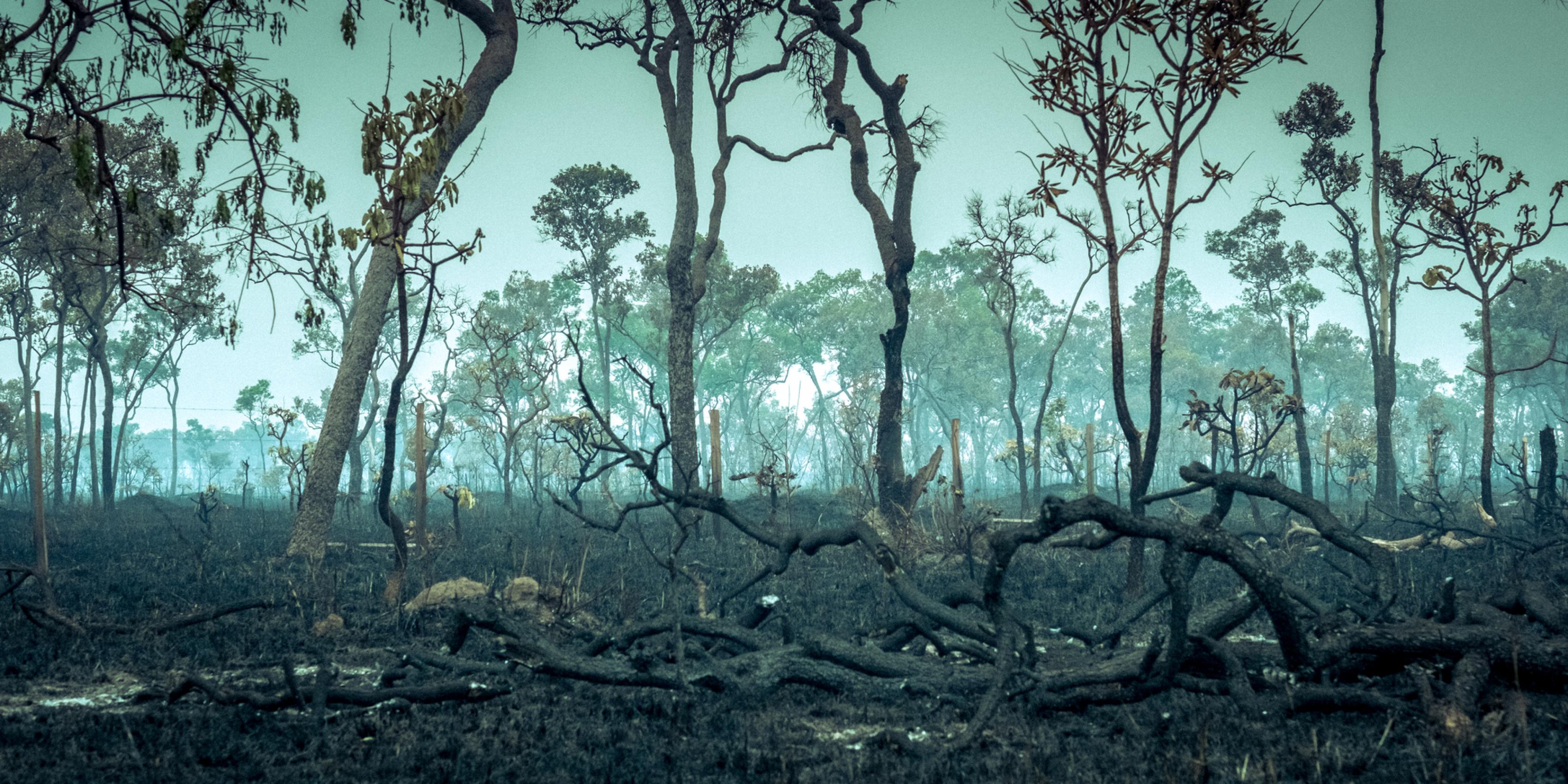 Wald nach einem Brand. Im Vordergrund schwarze Äste, über der Landschaft liegt Rauch, im Hintergrund wenige Bäume, die noch stehen. Ein Anblick der Naturzerstörung.