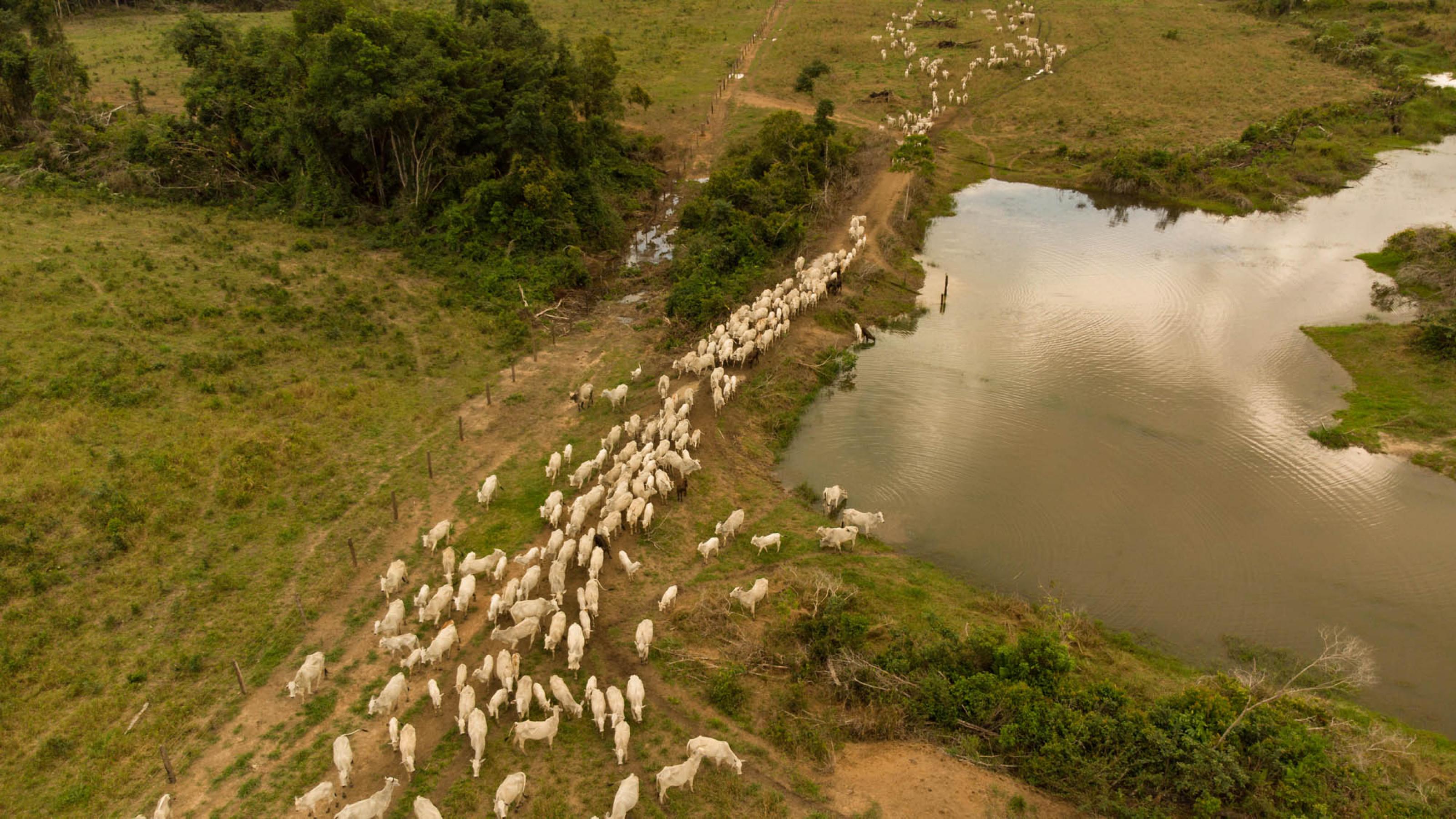 Eine Luftaufnahme zeigt die weißen Rinder, die durch den abgeholzten Regenwald ziehen.