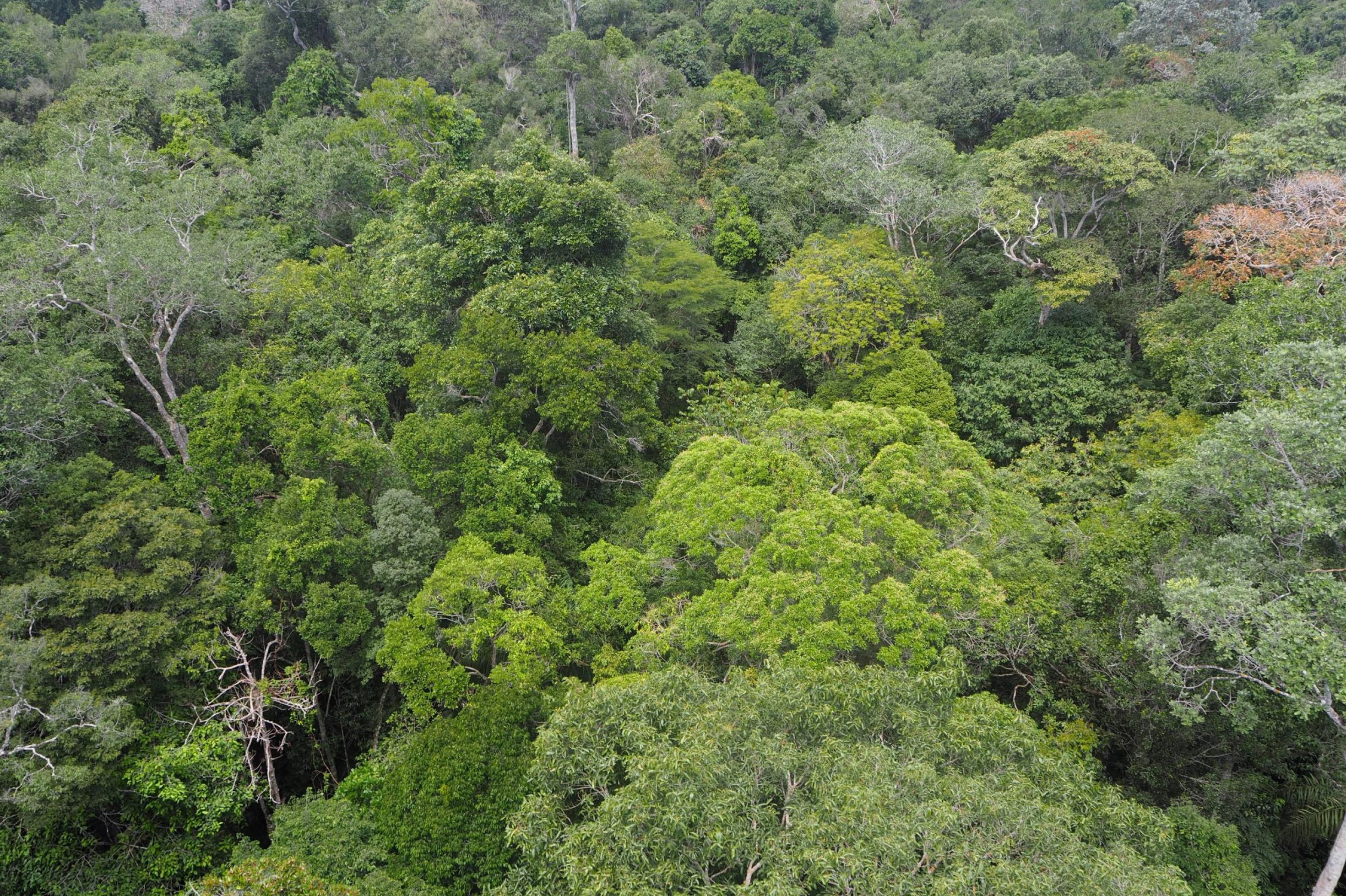 Ein Blätterdach aus unterschiedlichen Baumarten von oben fotografiert