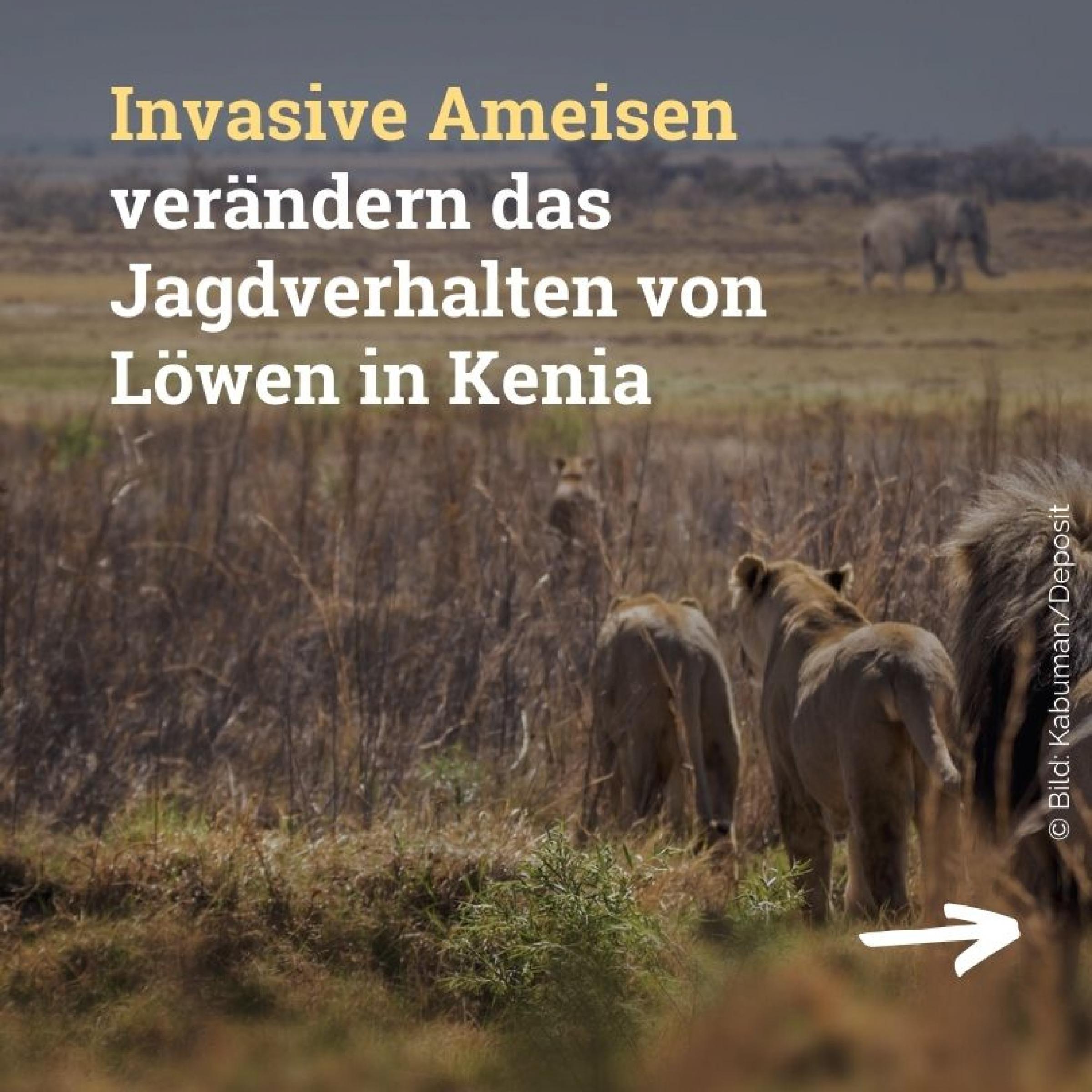 Invasive Ameisen verändern das Jagdverhalten von Löwen in Kenia