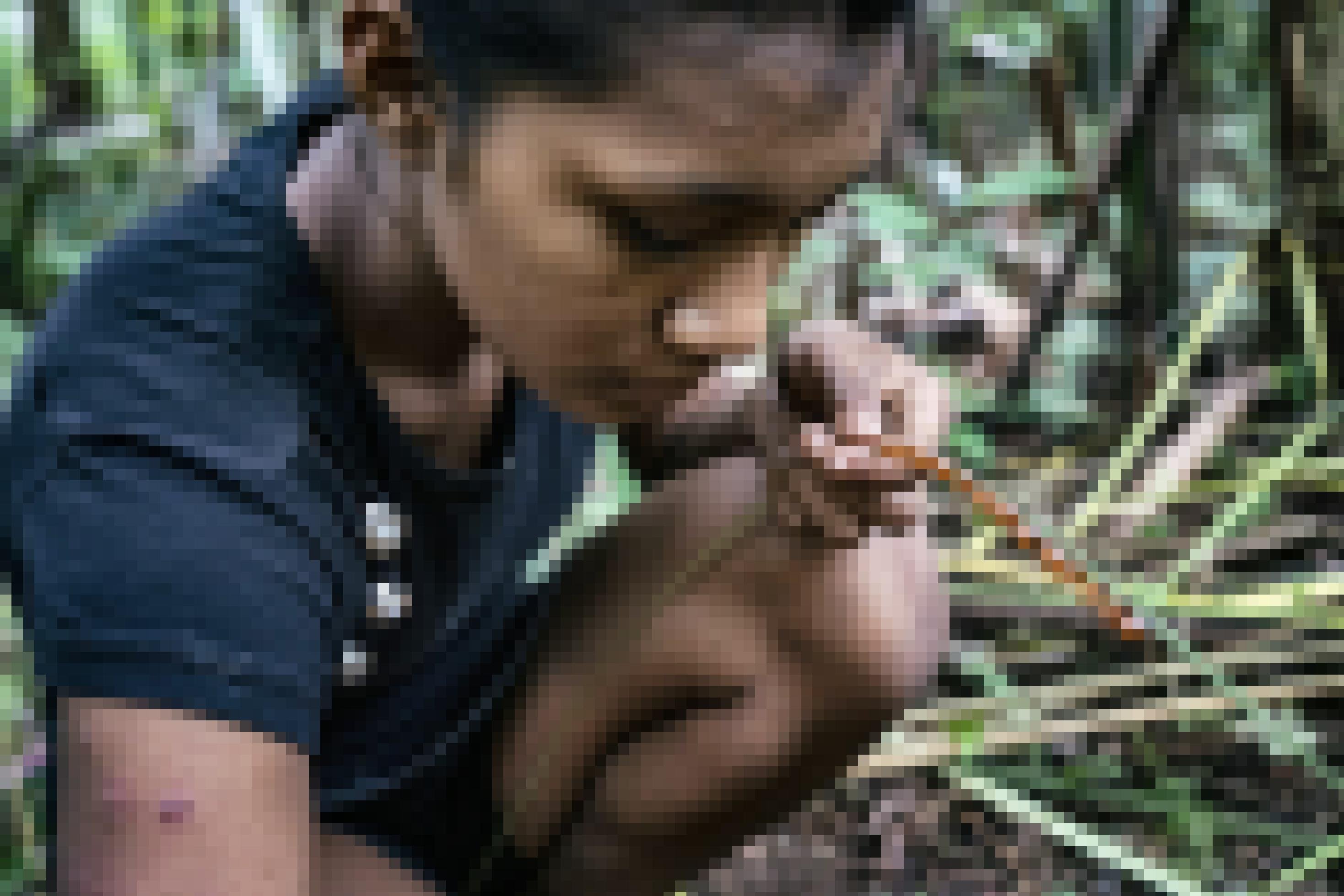 Ein Mädchen sammelt Ameisen mit einem Palmenblatt.