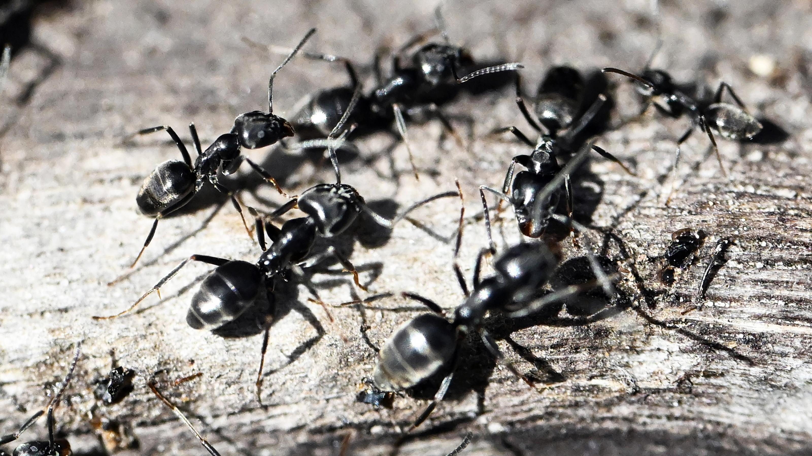Fünf schwarze Ameisen auf Holz.