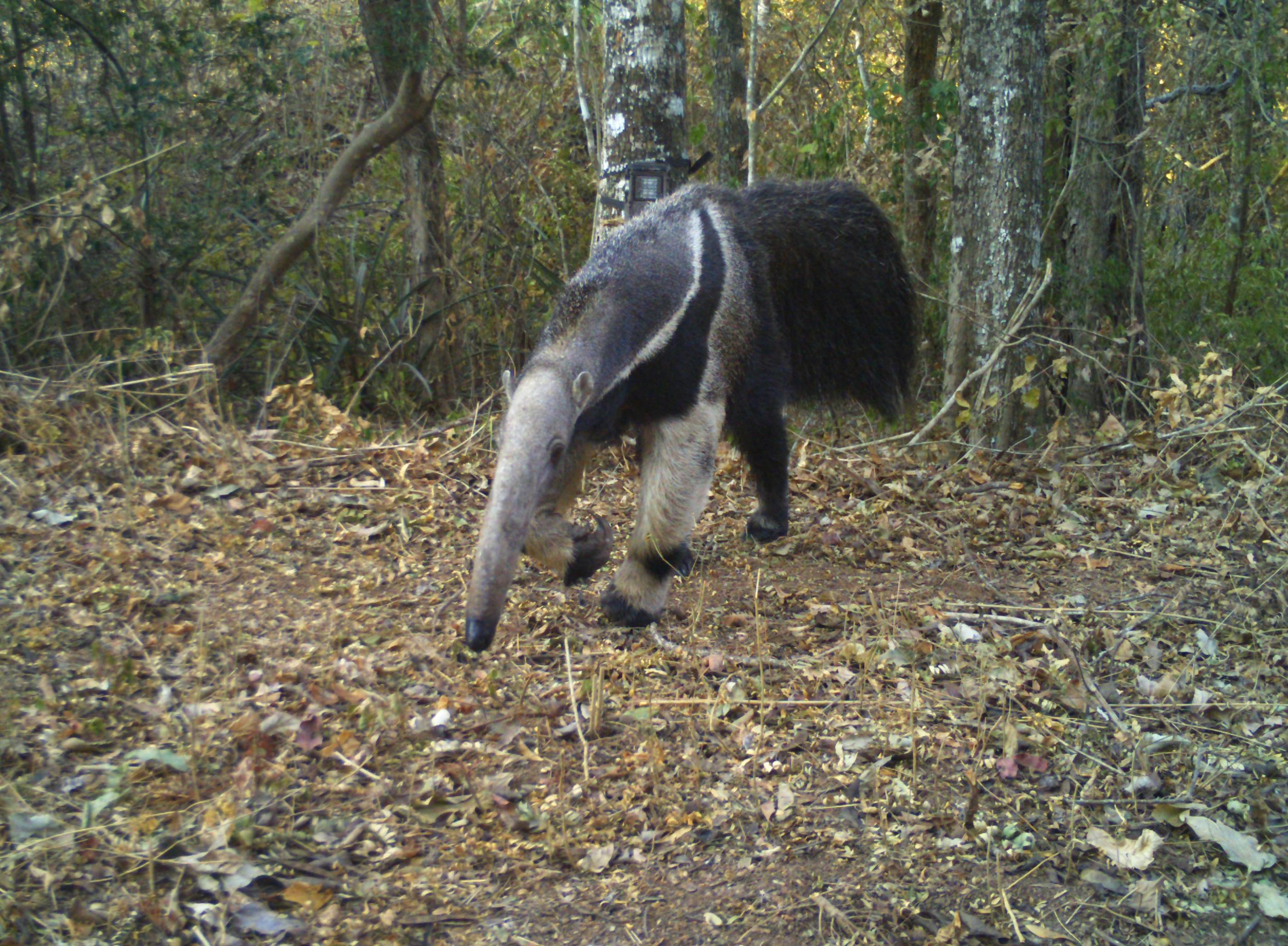 Ein Ameisenbär mit langem schwarzgrauem Fell und langer Schnauze tritt aus einem Dickicht grüner Büsche.