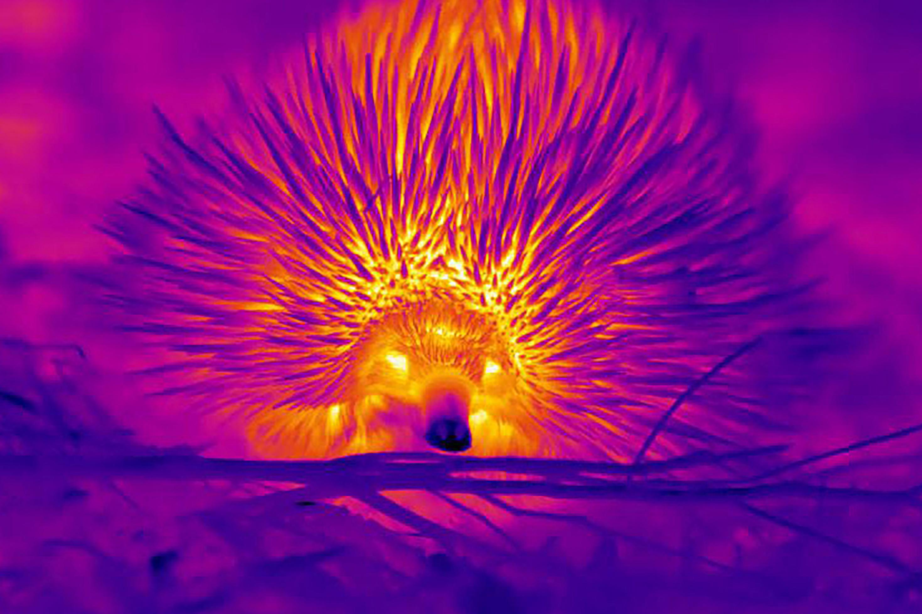 Wärmebild eines australischen Ameisenigels. Je nach Temperatur sind die Körperregionen grell gelb, rötlich oder lila gefärbt. Die kühle Nasenspitze ist fast schwarz.