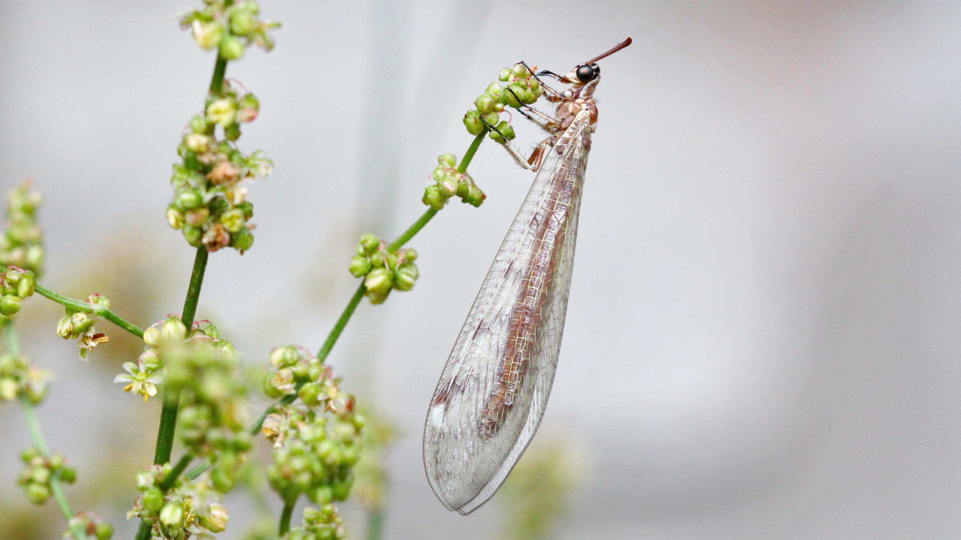 Ein bräunliches Insekt mit langen, transparenten Flügen klammert sich mit seinen sechs Beinen an einen grünen Pflanzenstängel mit zahlreichen kleinen, grün-rötlichen Blüten.