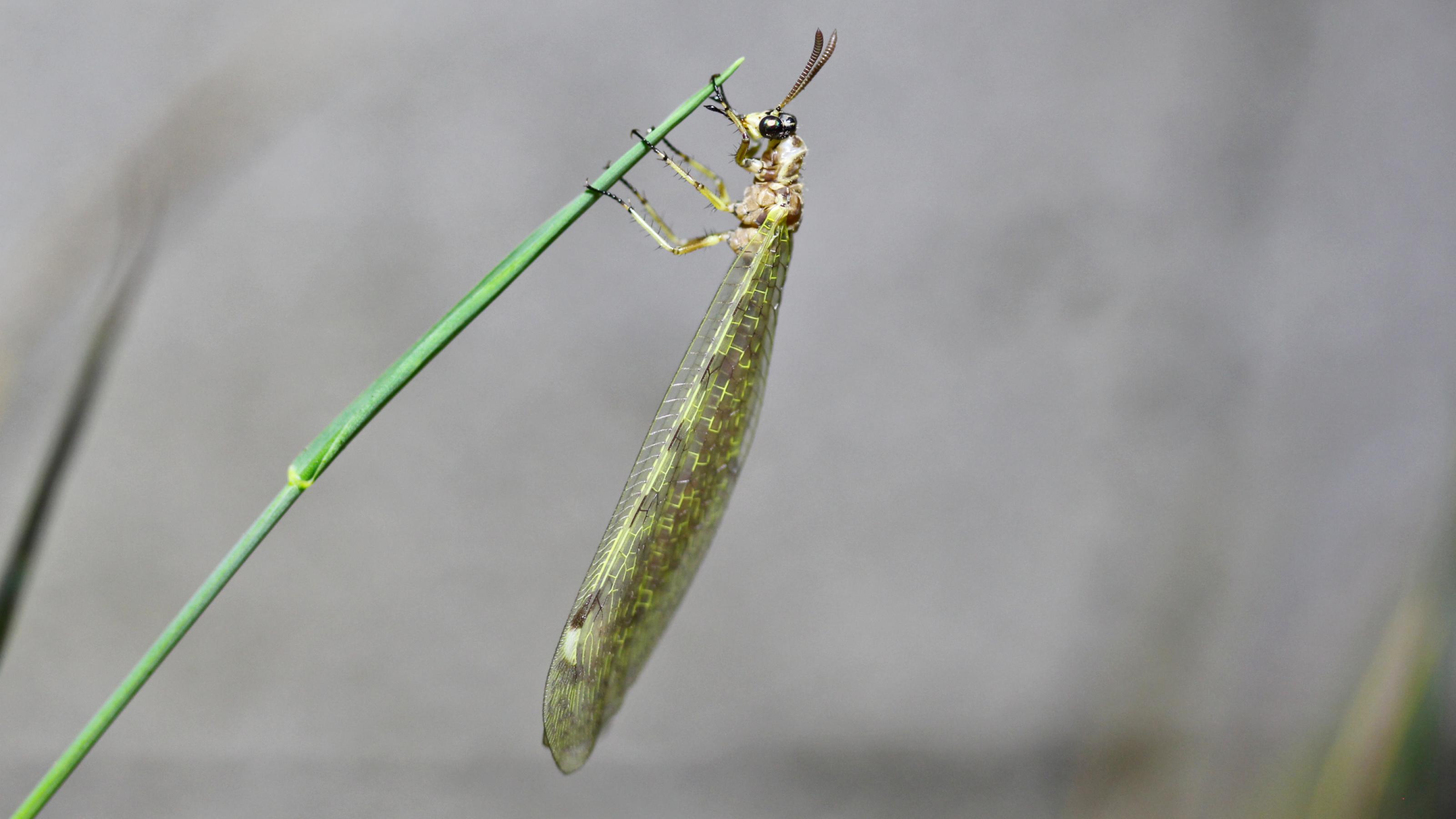 Ein bräunliches Insekt mit großen, dunklen Augen klammert sich mit sechs Beinen an einen grünen Grashalm. Die Flügel sind voll entfaltet.