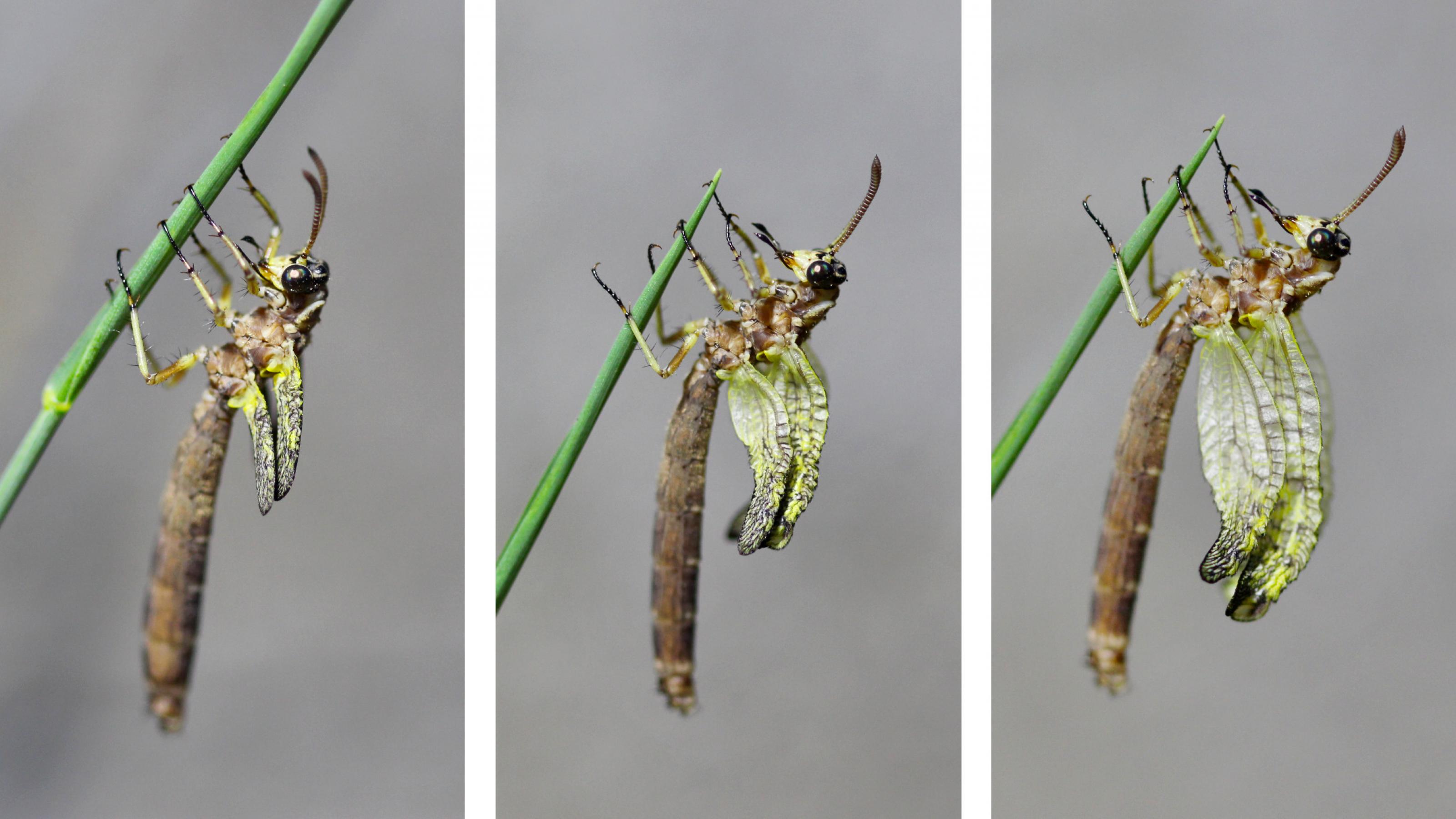 Ein bräunliches Insekt mit großen, dunklen Augen klammert sich mit sechs Beinen an einen grünen Grashalm.Von links nach rechts sind drei Phasen abgebildet, in denen die Flügel immer ein Stück größer werden.