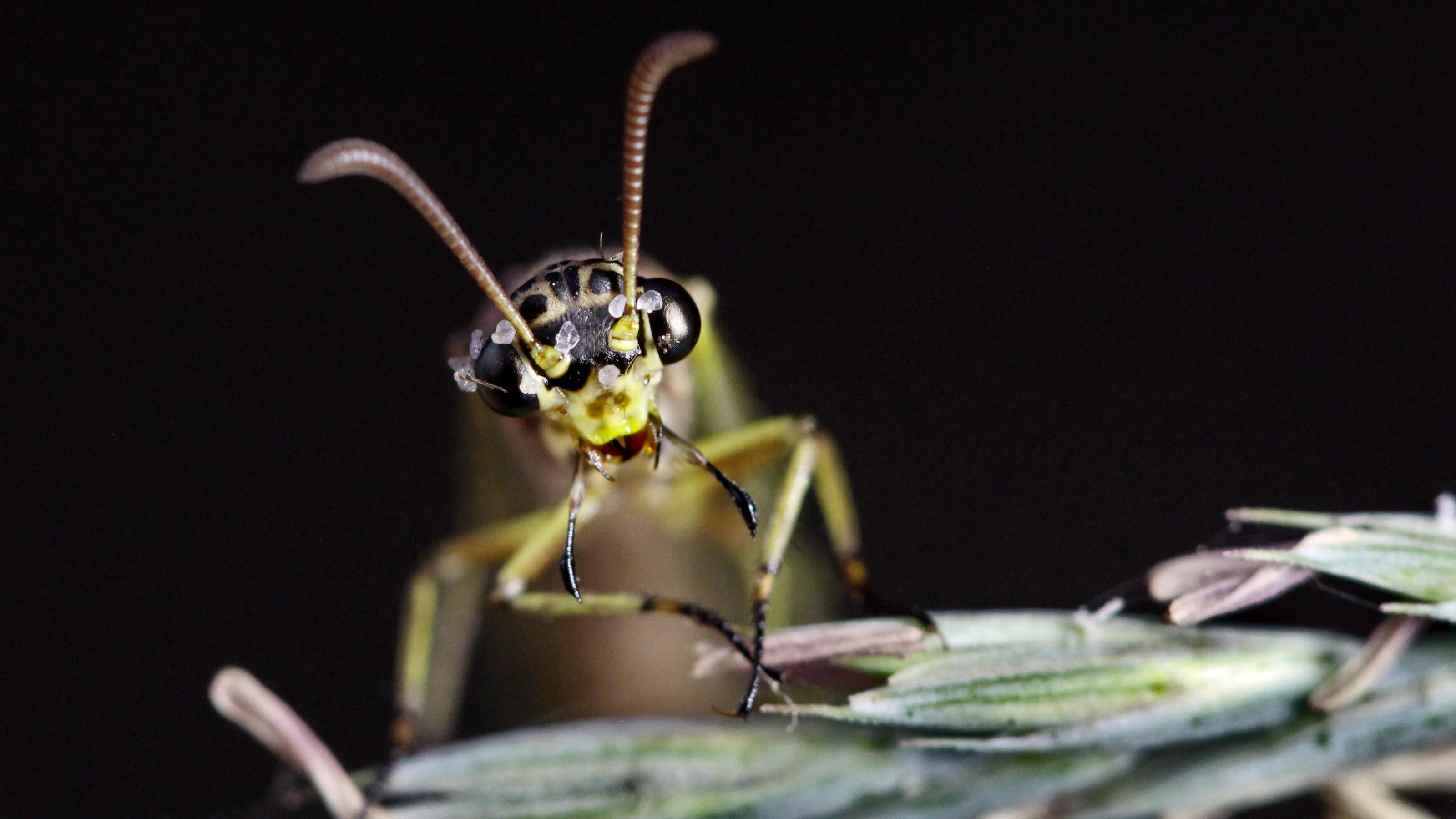 Ein gelb-schwarz gezeichneter Insektenkopf in Großaufnahme.