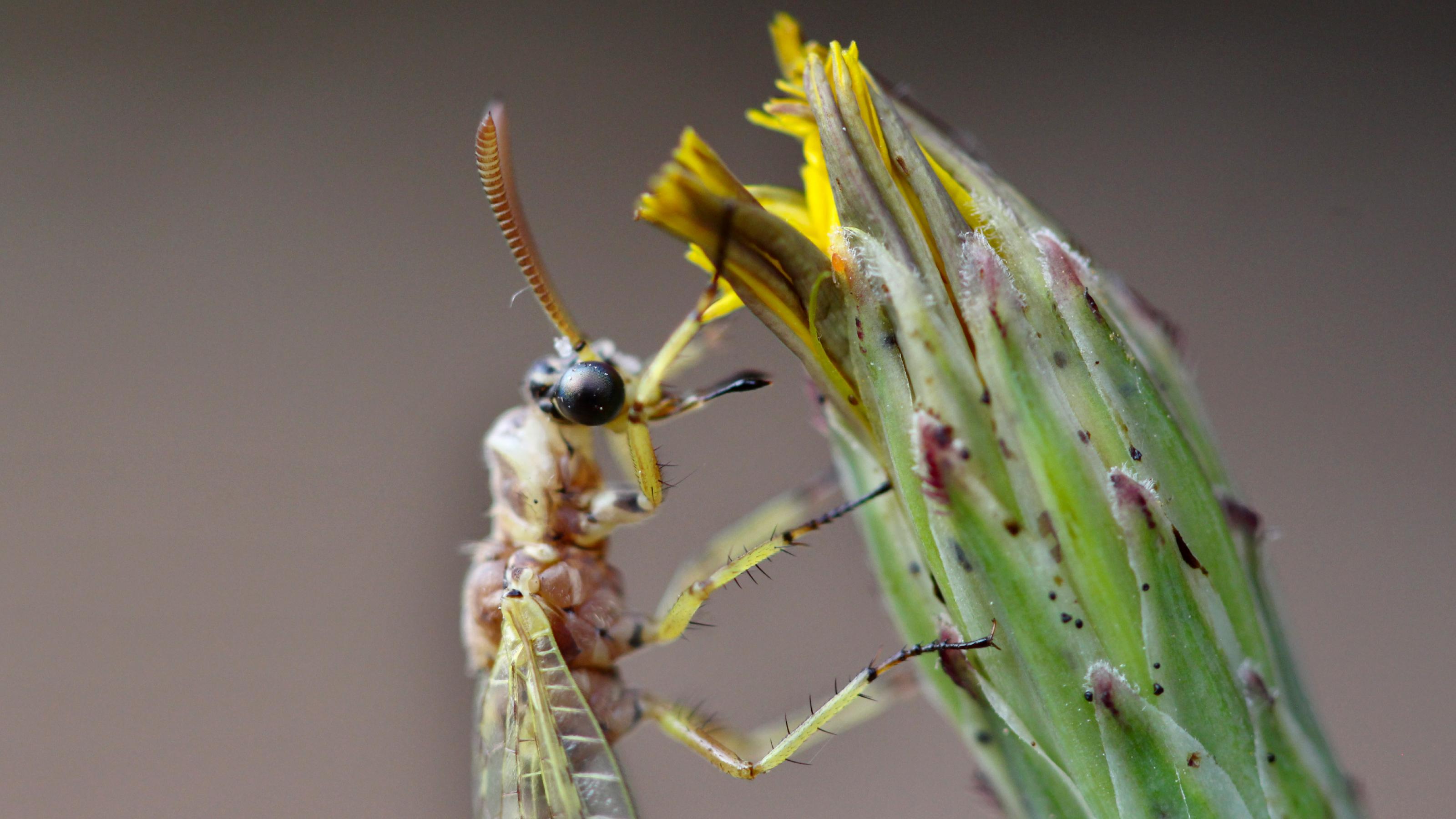 Ein bräunliches Insekt klammert sich an eine gelbe, geschlossene Blüte.