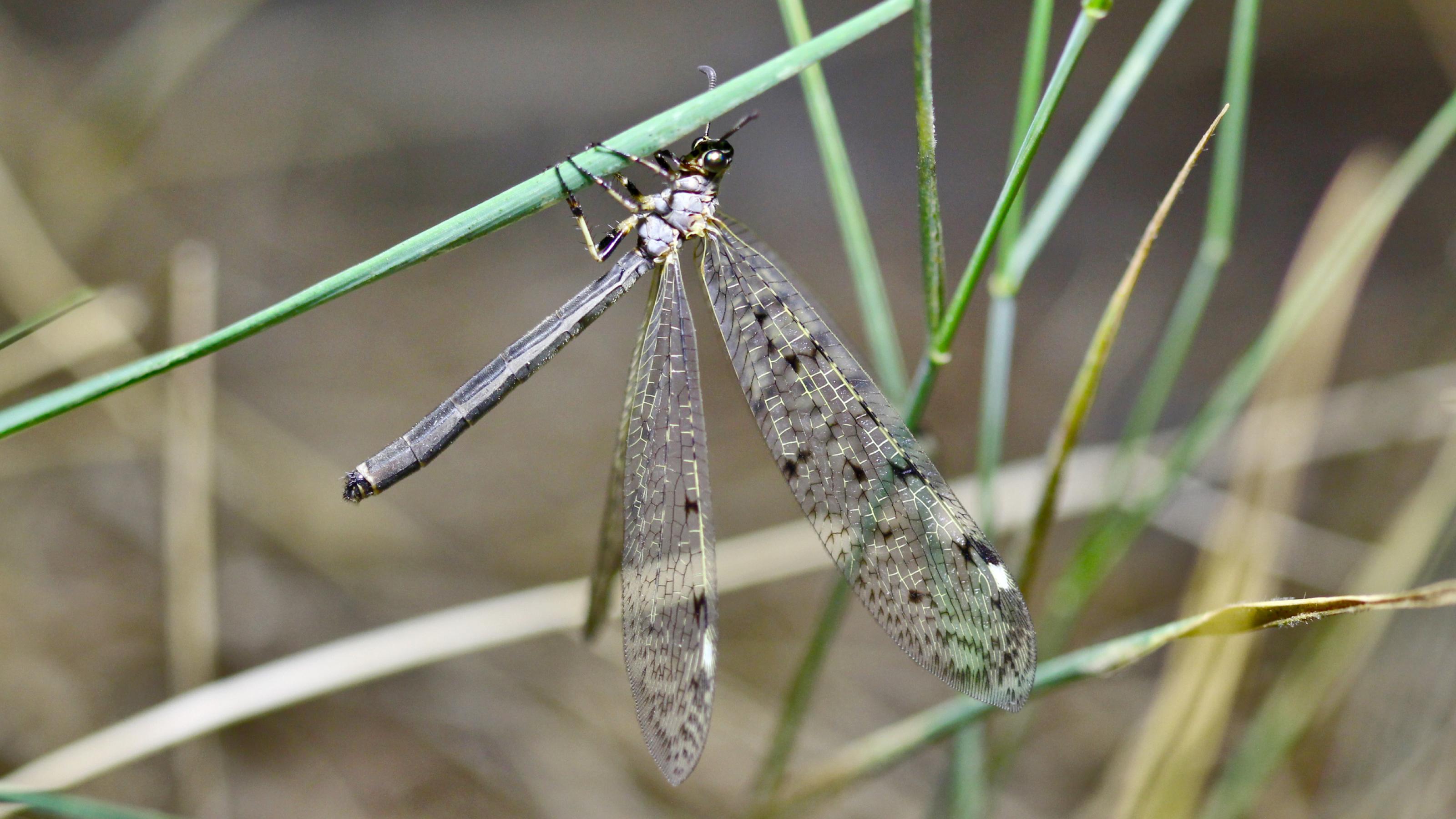 Ein bräunliches Insekt mit großen, dunklen Augen klammert sich mit sechs Beinen an einen grünen Grashalm. Die Flügel sind voll entfaltet und geöffnet.