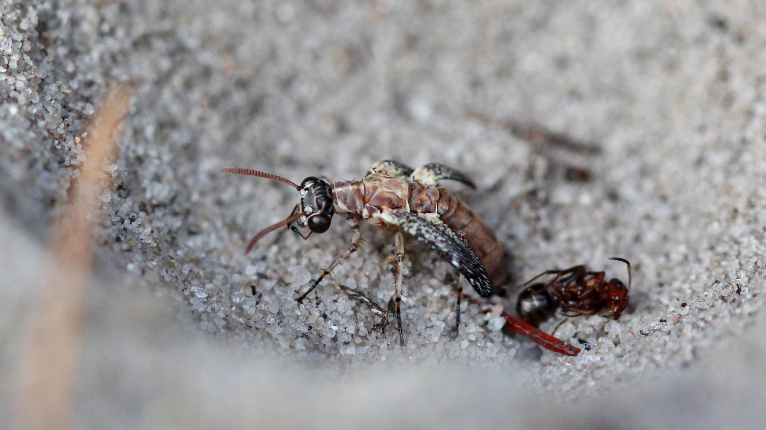 Der Hinterleib eines braun-beige gezeichneten Insekts steckt noch im Sand, Vorteil mitsamt Kopf schaut bereits heraus. Neben der schlüpfenden Ameisenjungfer liegt eine tote Ameise.