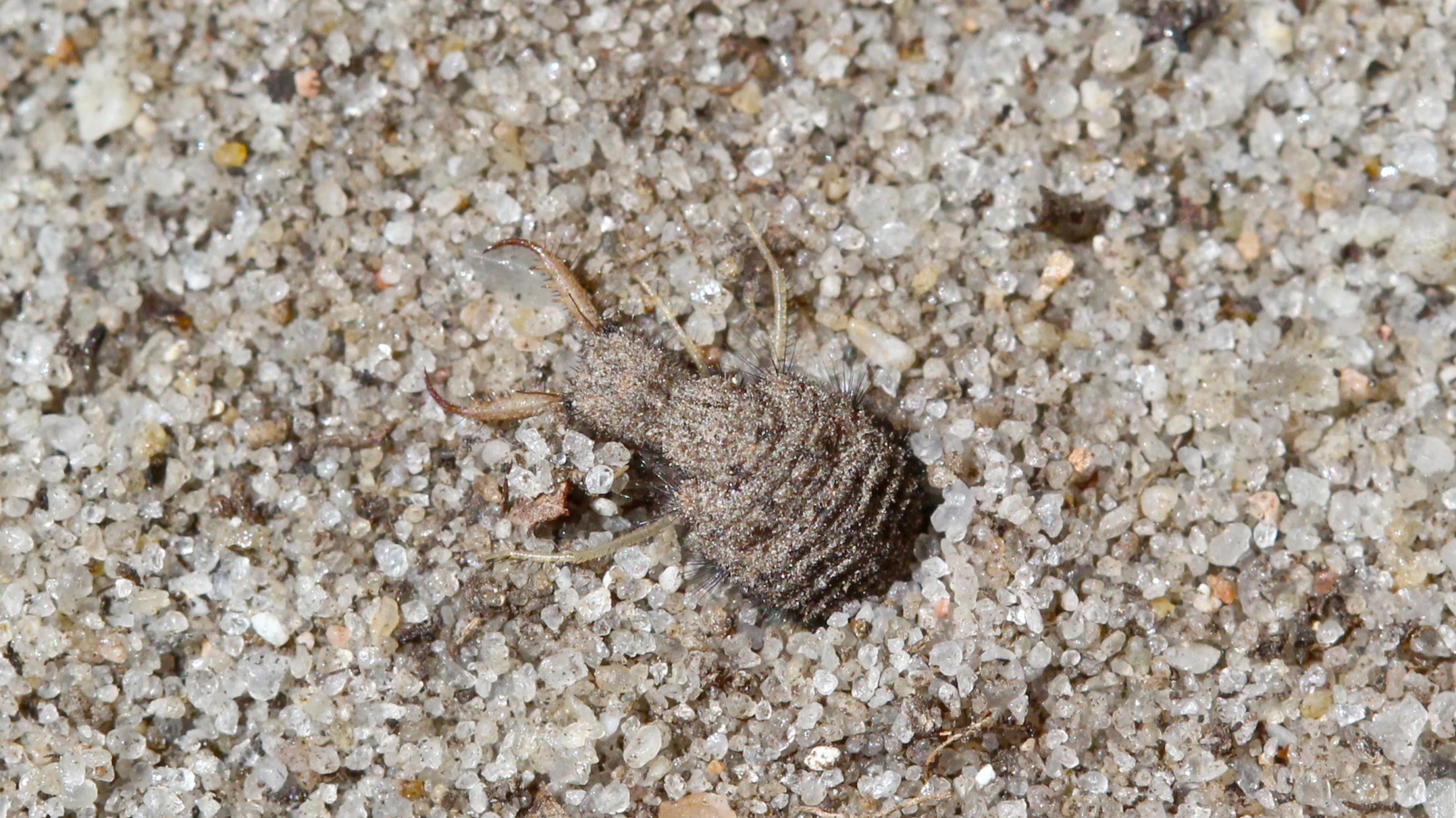 Ein braun-beige gezeichnetes Insekt mit rundlichem Hinterteil und einem kleinen, flachen Kopf mit riesigen Greifkiefern sitzt auf sandigem Untergrund.