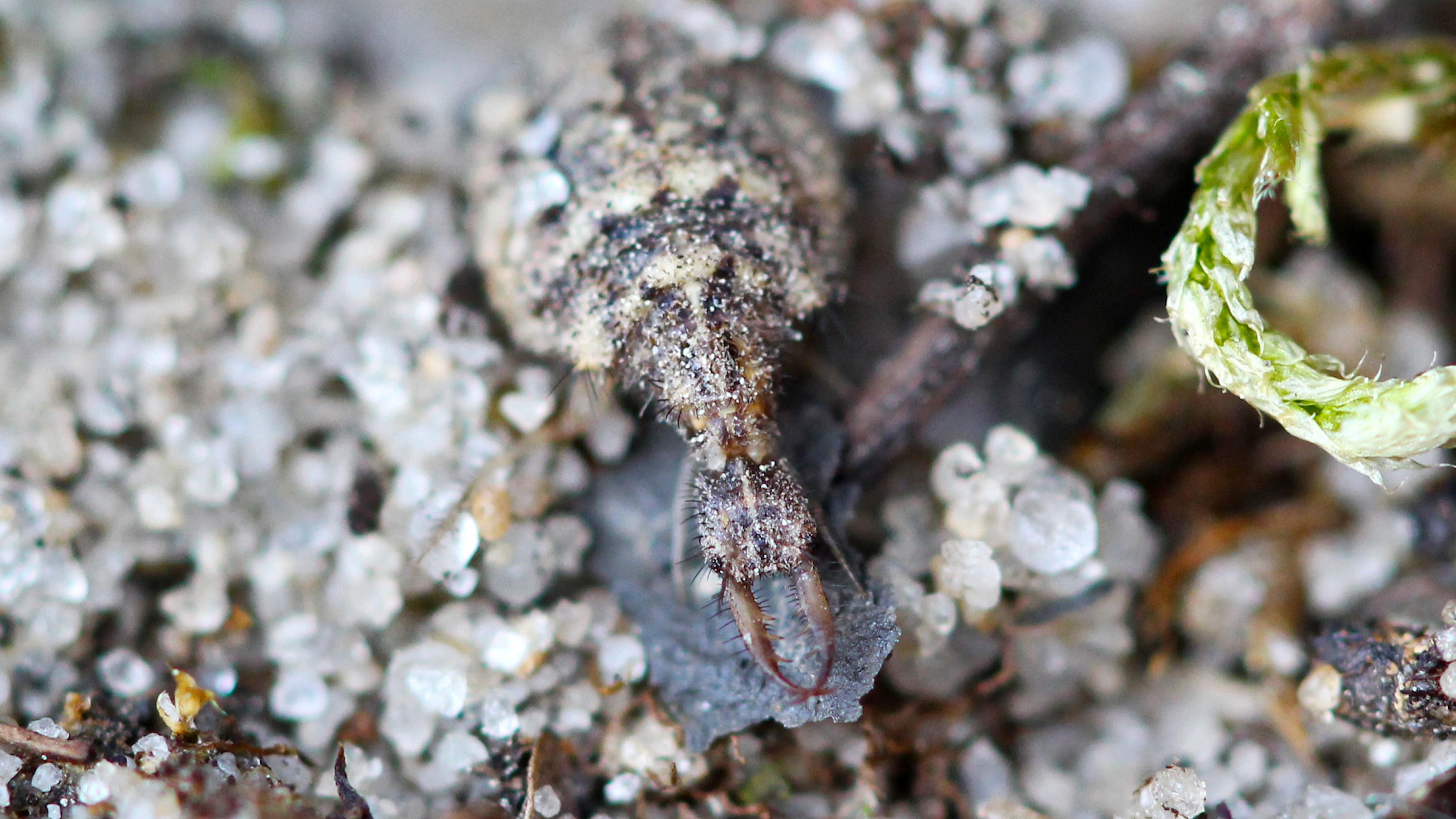 Ein braun-beige gezeichnetes Insekt sitzt im Sand, der kleine Kopf mit den riesigen Greifwerkzeugen schaut nach vorne.