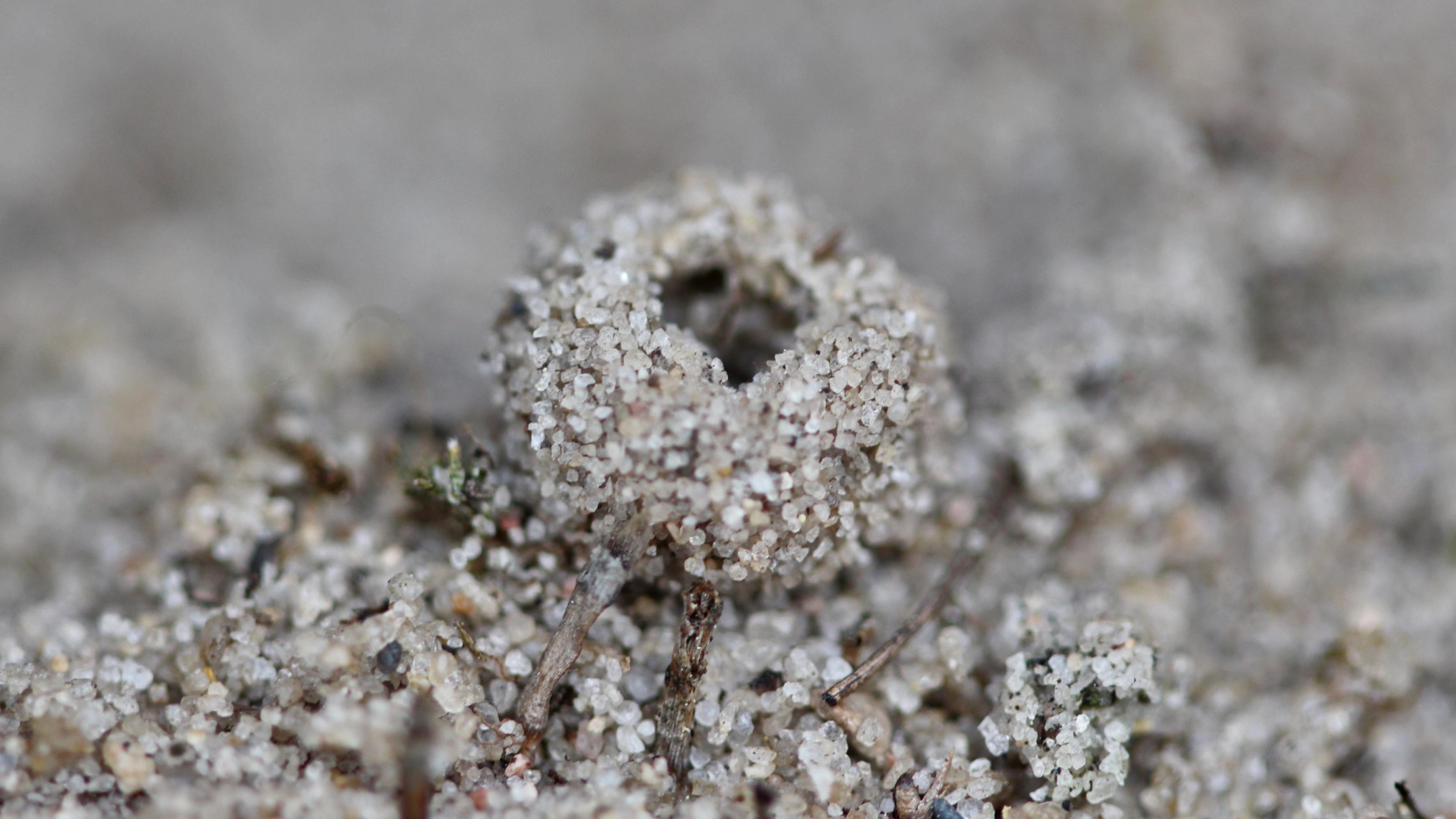 Ein rundes, hohles Gebilde aus Sand mit einem Loch in der Mitte liegt auf einer sandigen Oberfläche.