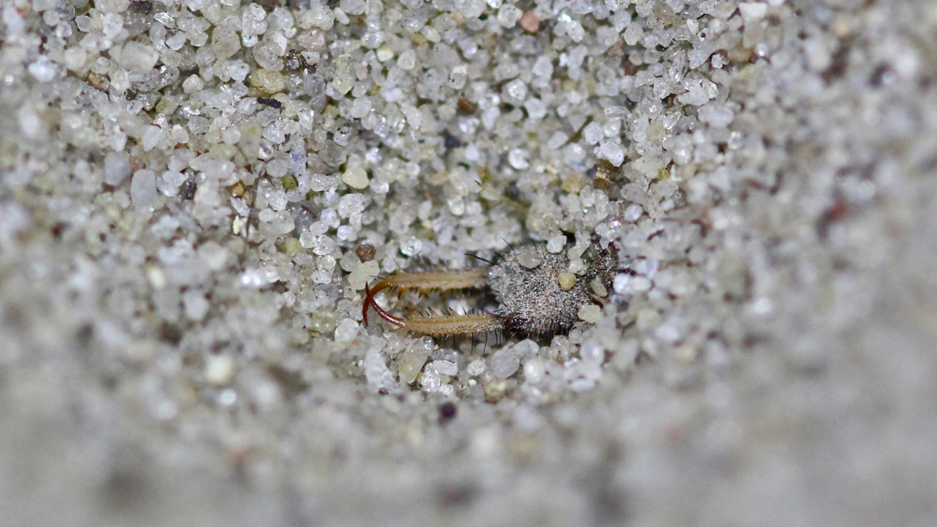 In einer Vertiefung aus Sand schaut ein bräunlicher Insektenkopf mit mächtigen Fangkiefern heraus.