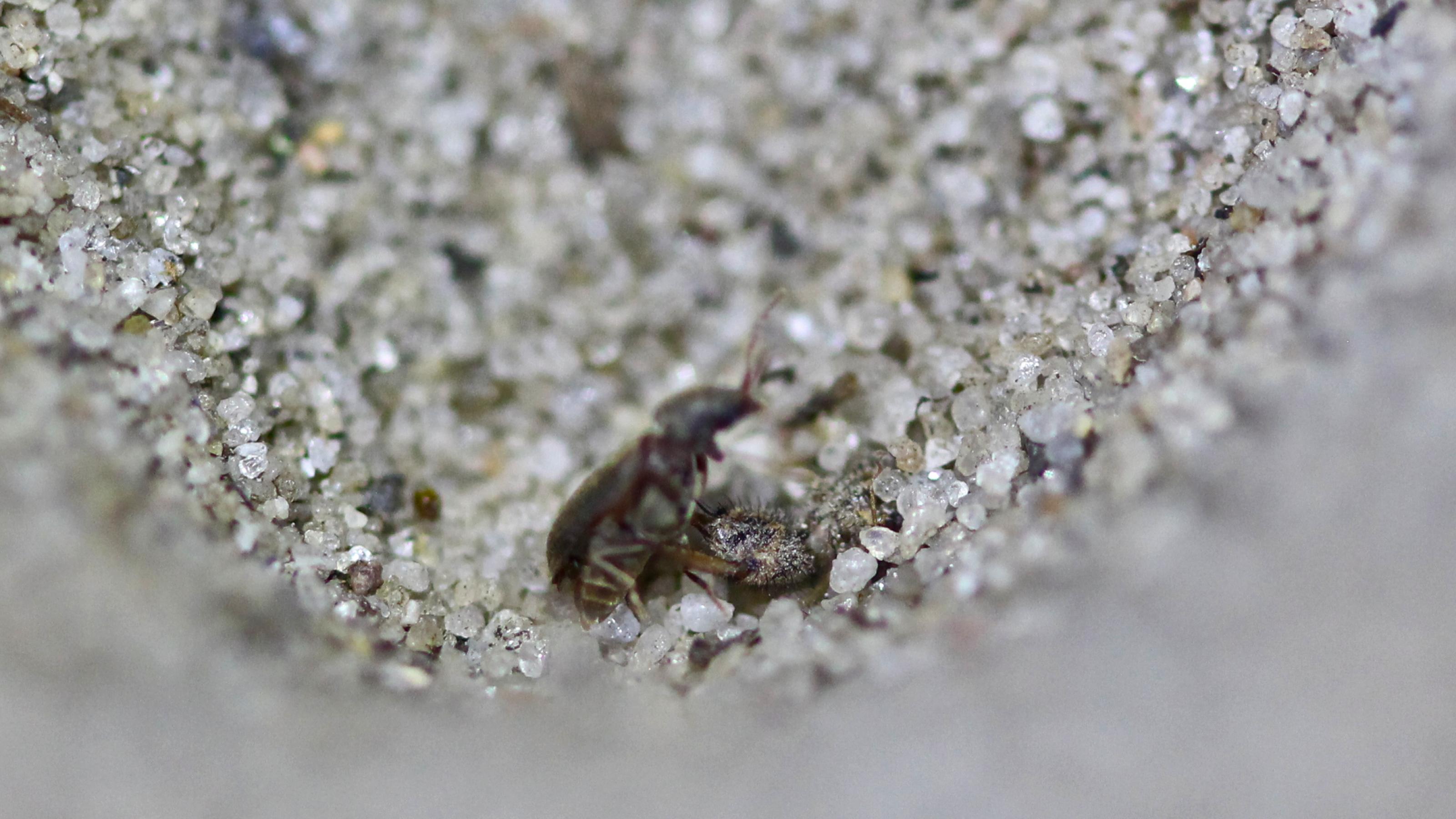 In einer Kuhle ragt ein Insektenkopf mit kräftigen Greifzangen aus dem Sand. Die Zangen umklammern einen kleinen, bräunlichen Käfer.