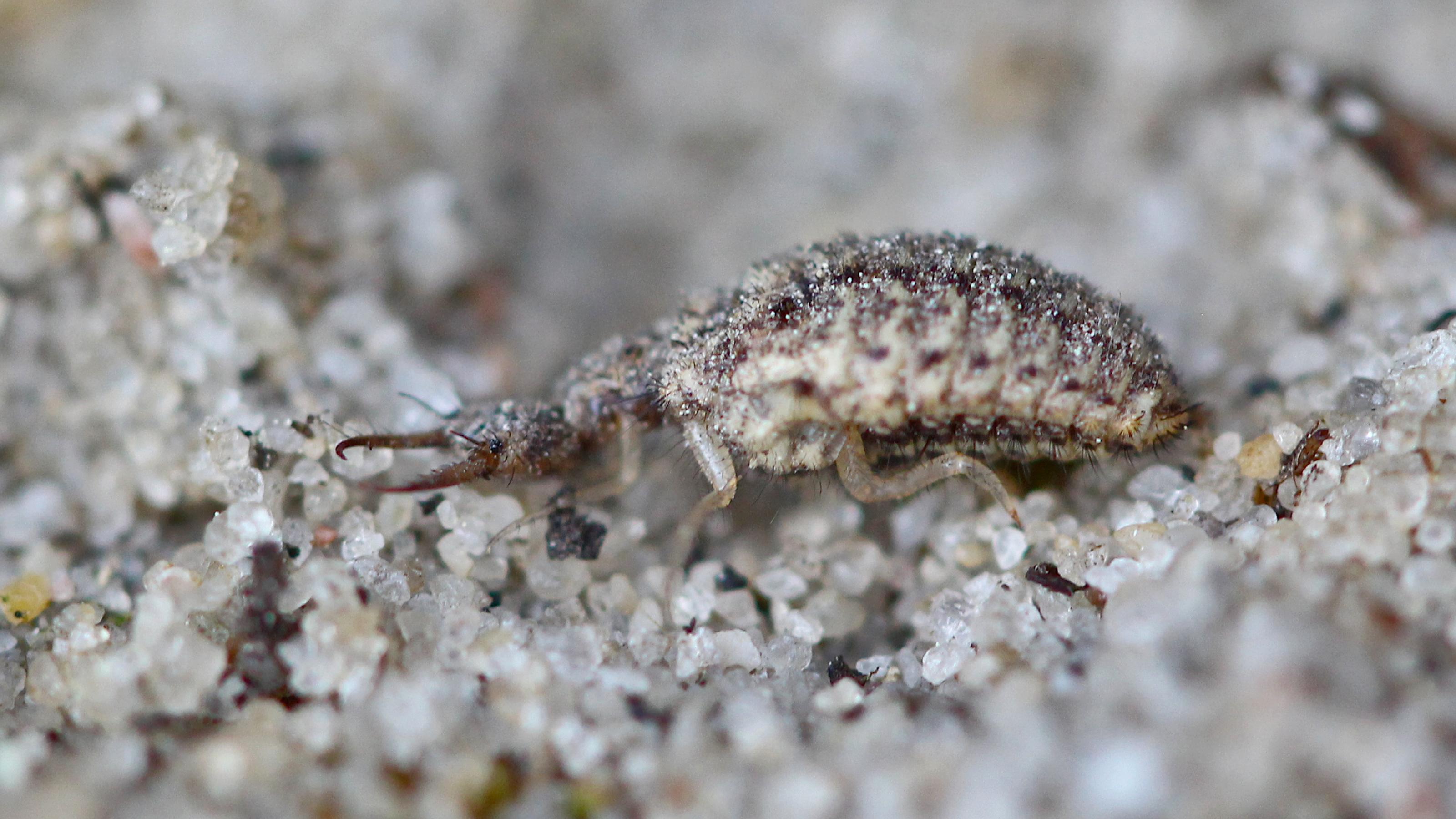 Ein braun-beige gezeichnetes Insekt mit rundlichem Hinterteil und einem kleinen, flachen Kopf mit riesigen Greifkiefern sitzt auf sandigem Untergrund.