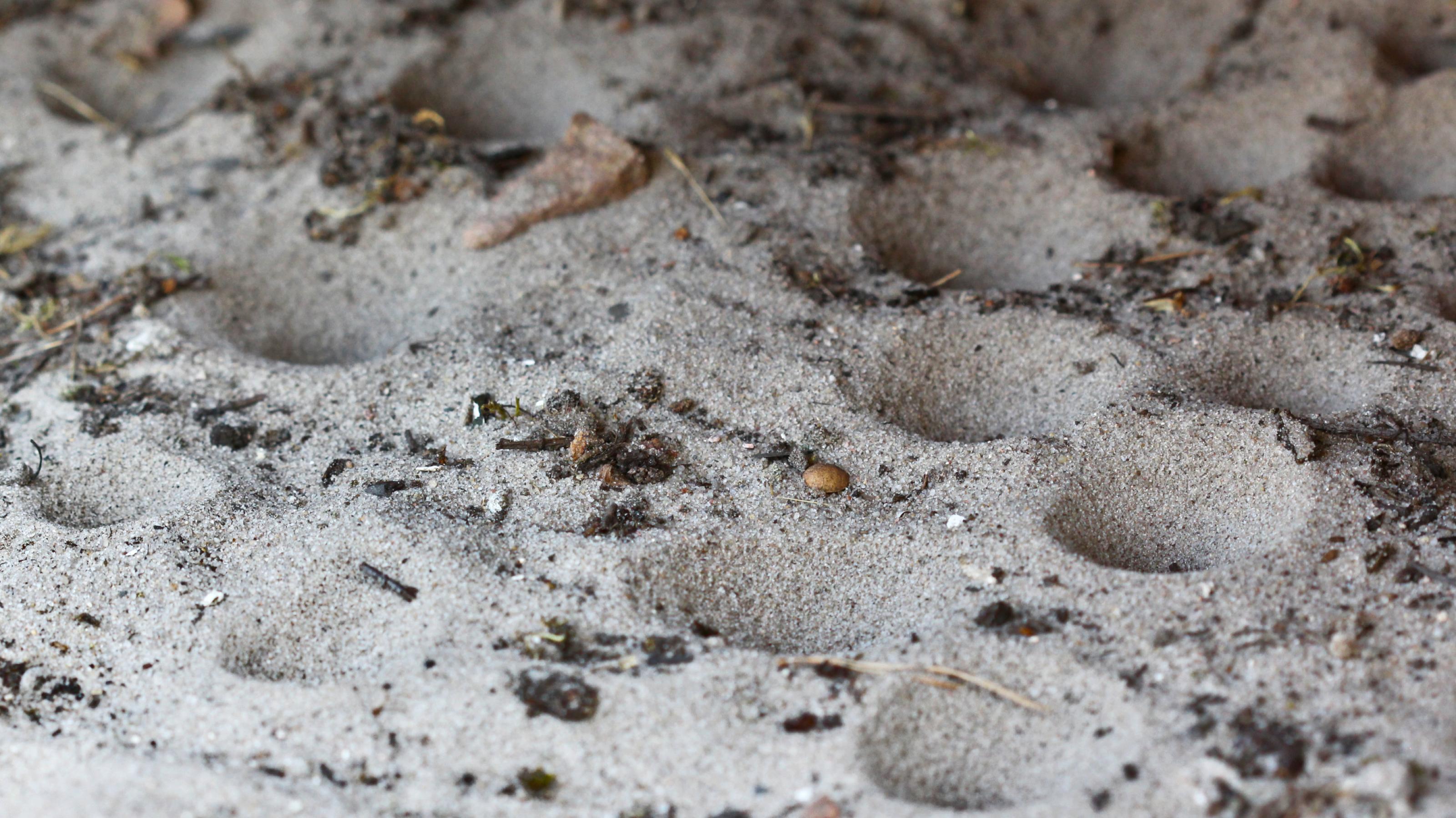 Zahlreiche kegelförmige Löcher sind in den Sand gegraben, dazwischen liegen kleine Steinchen und Zweige.