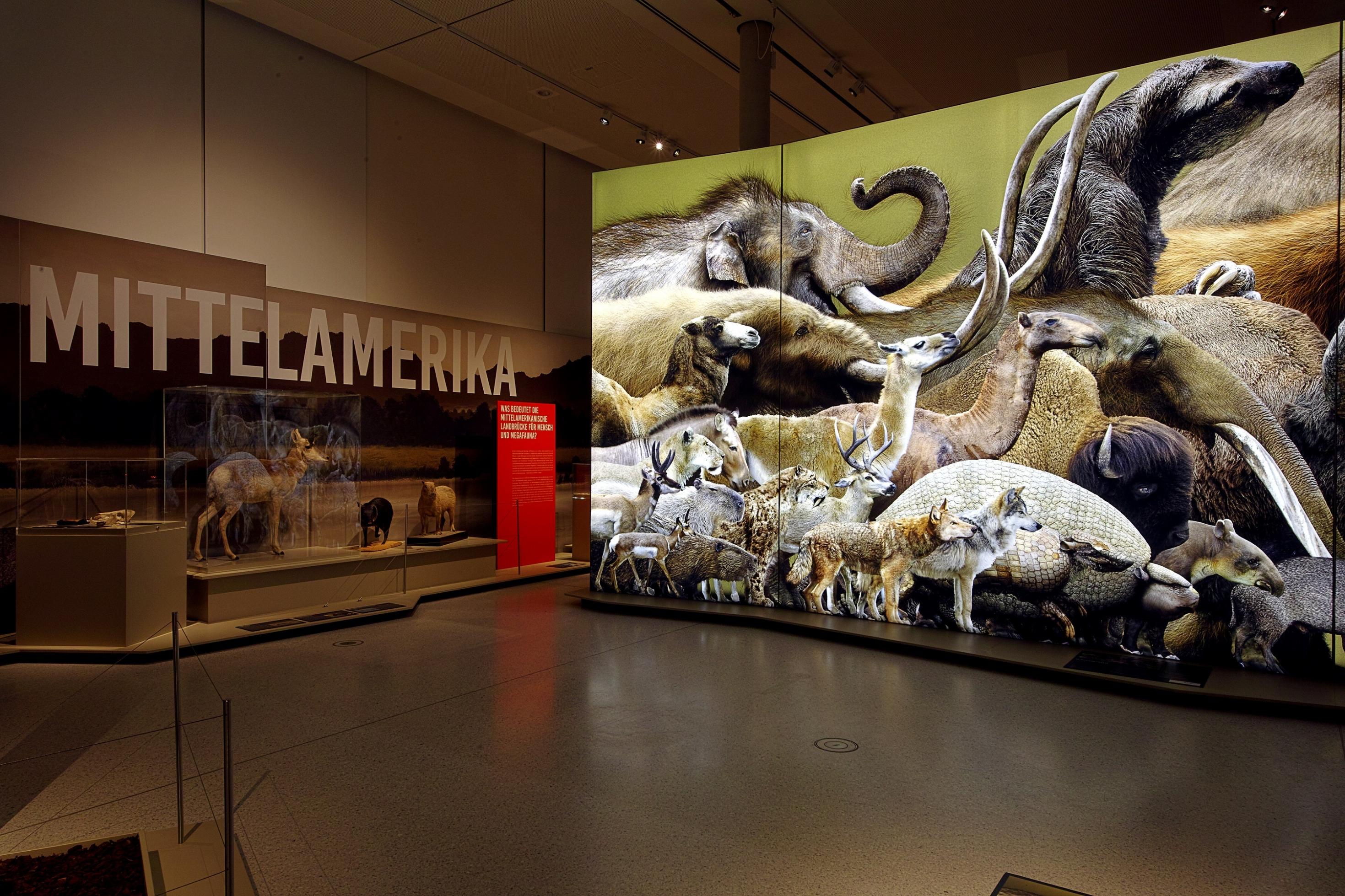 Impressionen aus der Sonderausstellung „Amerika nach dem Eis“. Neben dem großen Schriftzug „Mittelamerika“ steht eine mehrere Meter hohe Tafel, die ausgestorbene Großtiere wie das Mammut, die Säbelzahnkatze oder dasRiesenfaultier zeigt.