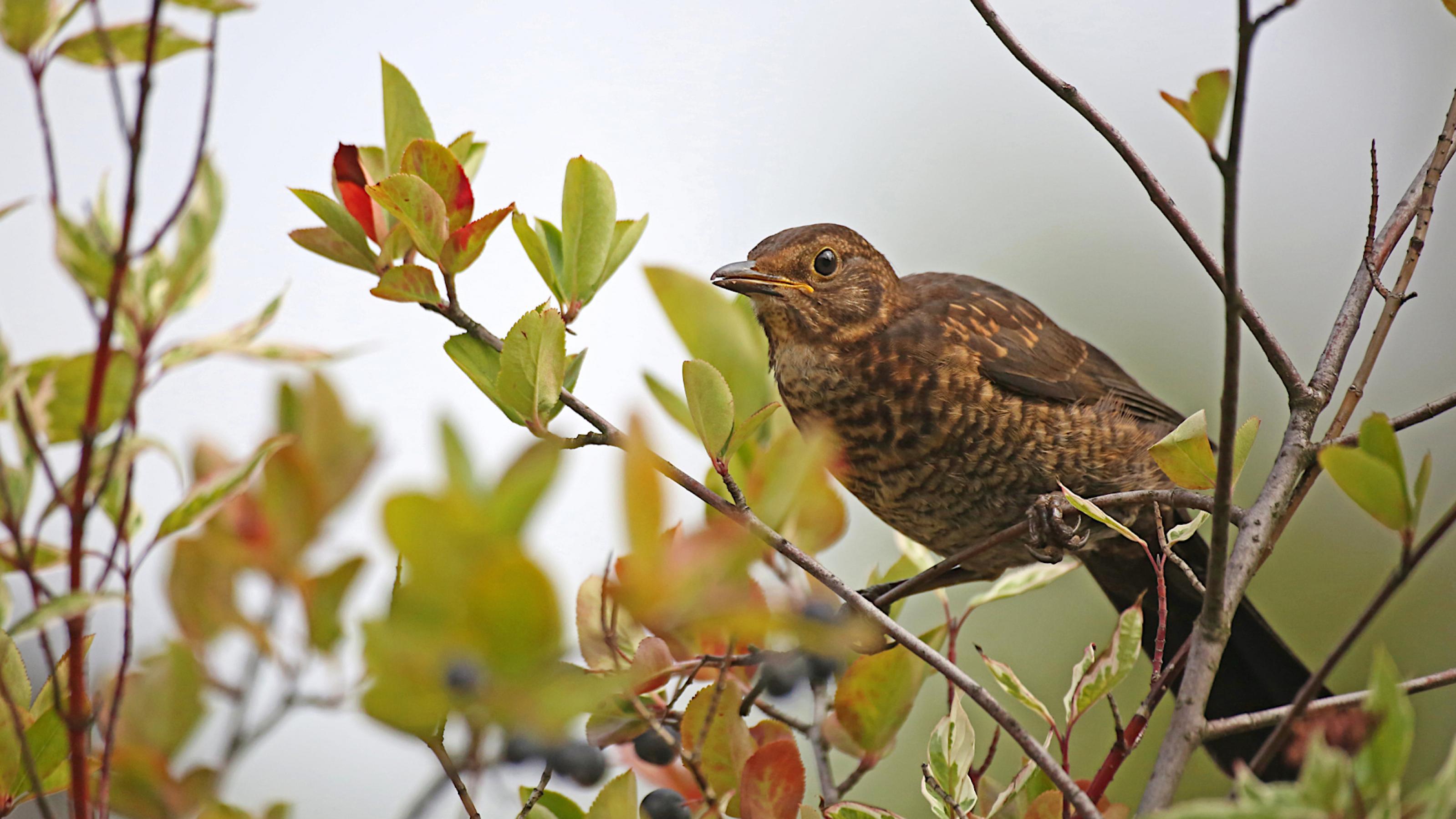 Ein braun-beige gesprenkelter Vogel mit braunen Augen sitzt in einem Strauch. Dessen Blätter sind grün und rötlich gefärbt, der Strauch trägt schwarze Beeren.