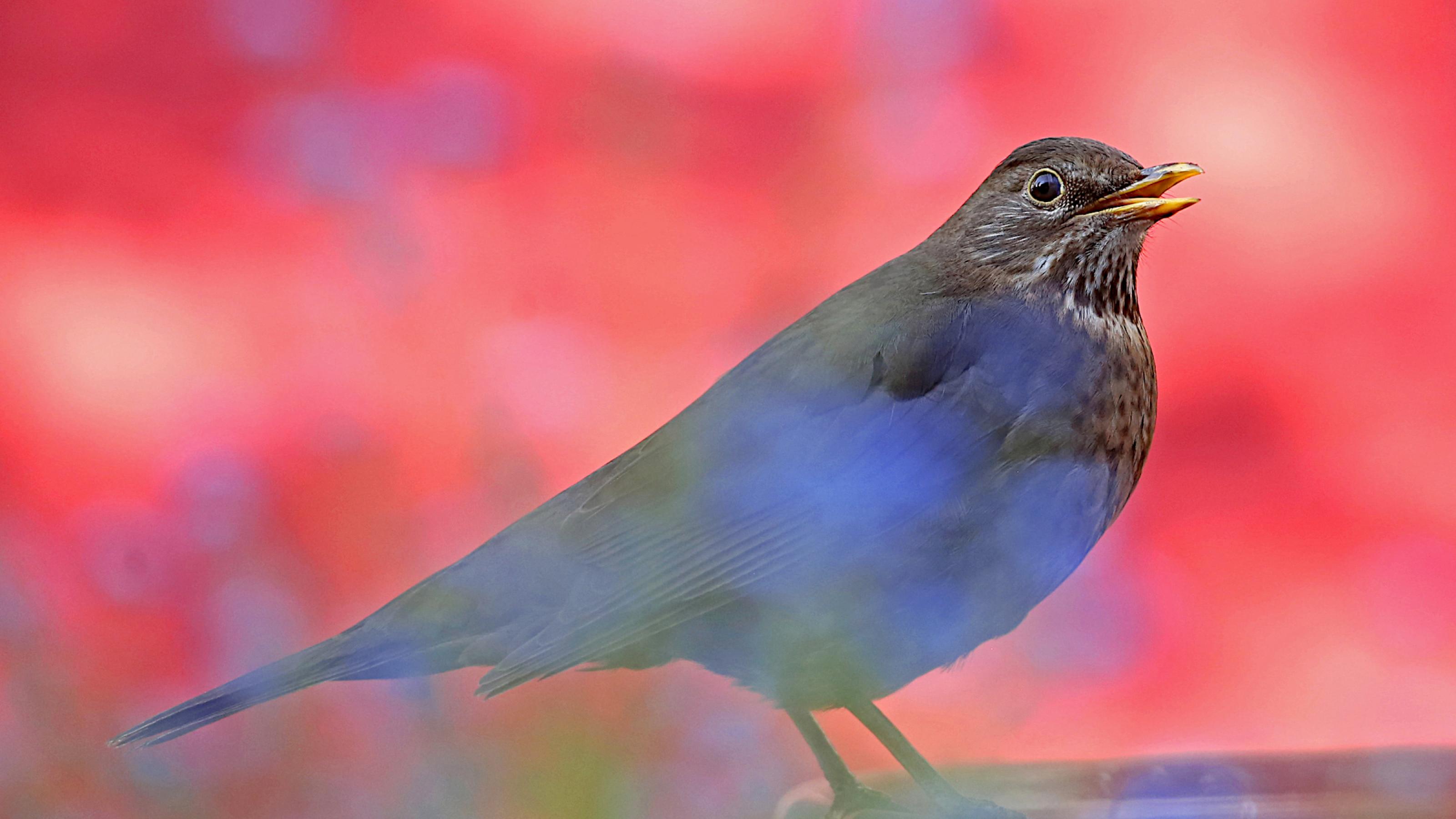 Ein brauner, an der Brust braun-beige gesprenkelter Vogel mit gelblichem Schnabel und Augenring sitzt vor rotem Hintergrund.