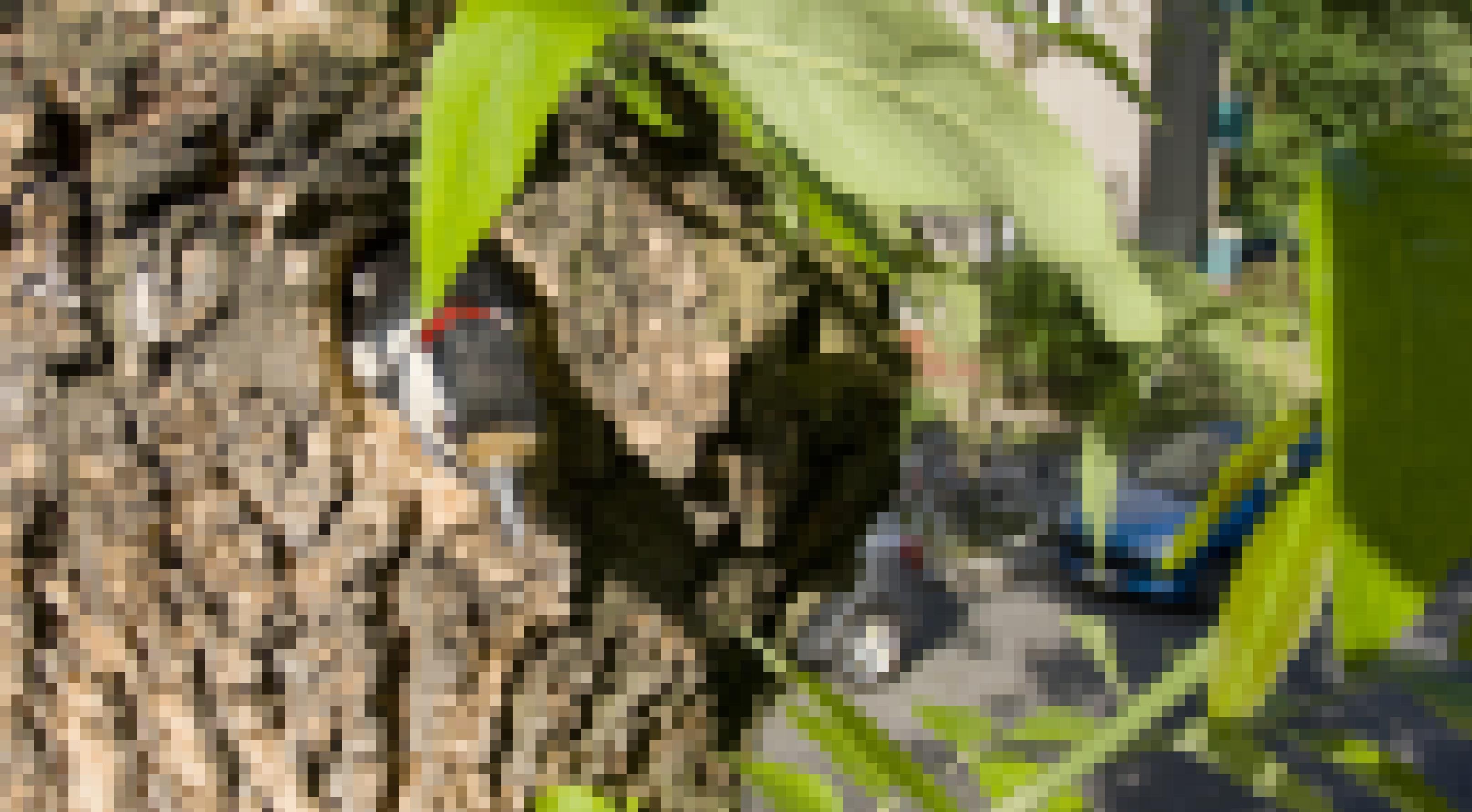Ein Buntspecht schaut aus seiner Bruthöhle in einer Eiche an einer verkehrsreichen Straße.