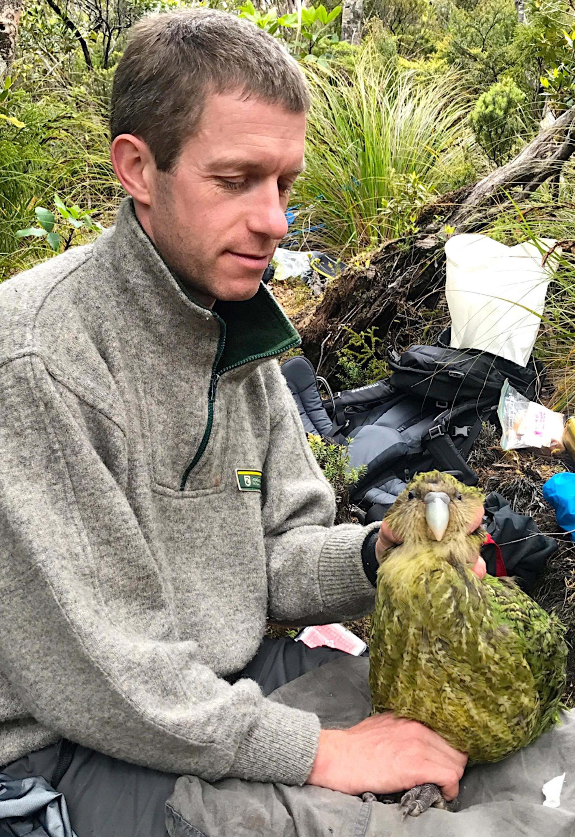 Andrew Digby sitzt zwischen Gräsern auf dem Boden und hält mit der linken Hand den Kopf, mit der rechten Hand die Füße eines Kākāpō.