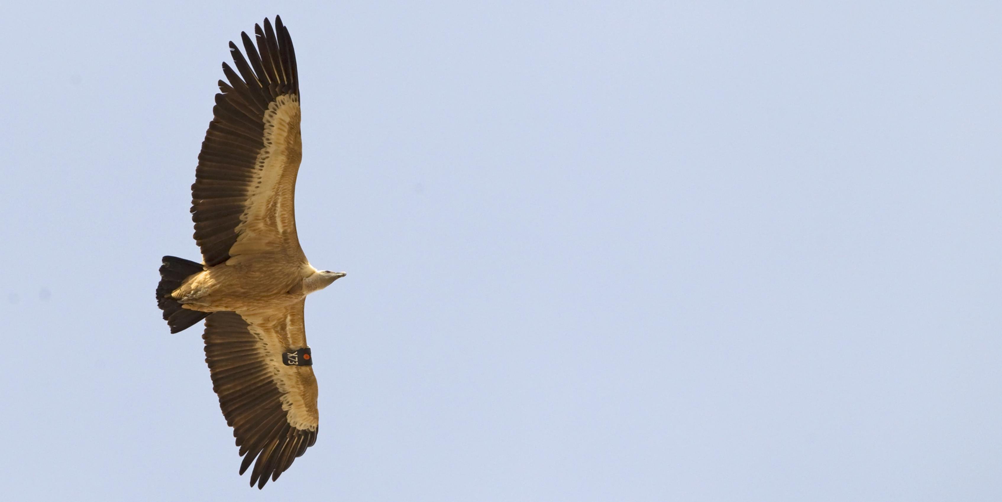 ein Vogel, der im Himmel fliegt [AI]