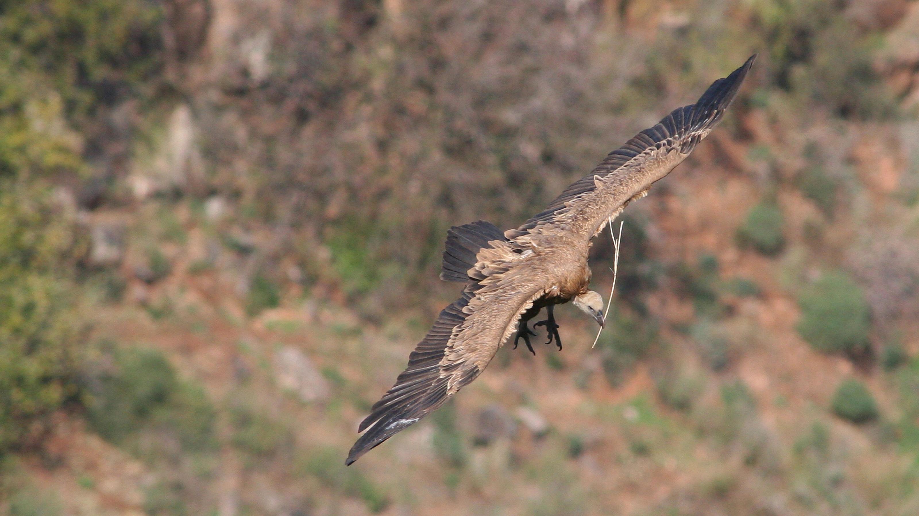 ein Vogel, der mit einem Stock fliegt [AI]