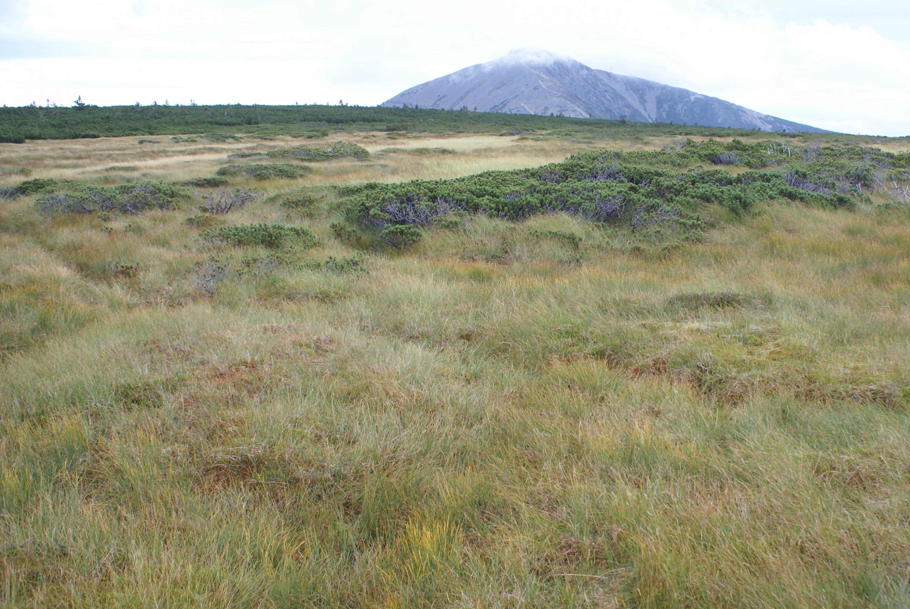 Spärlich bewachsene Vegetation vor großer Bergkuppel.