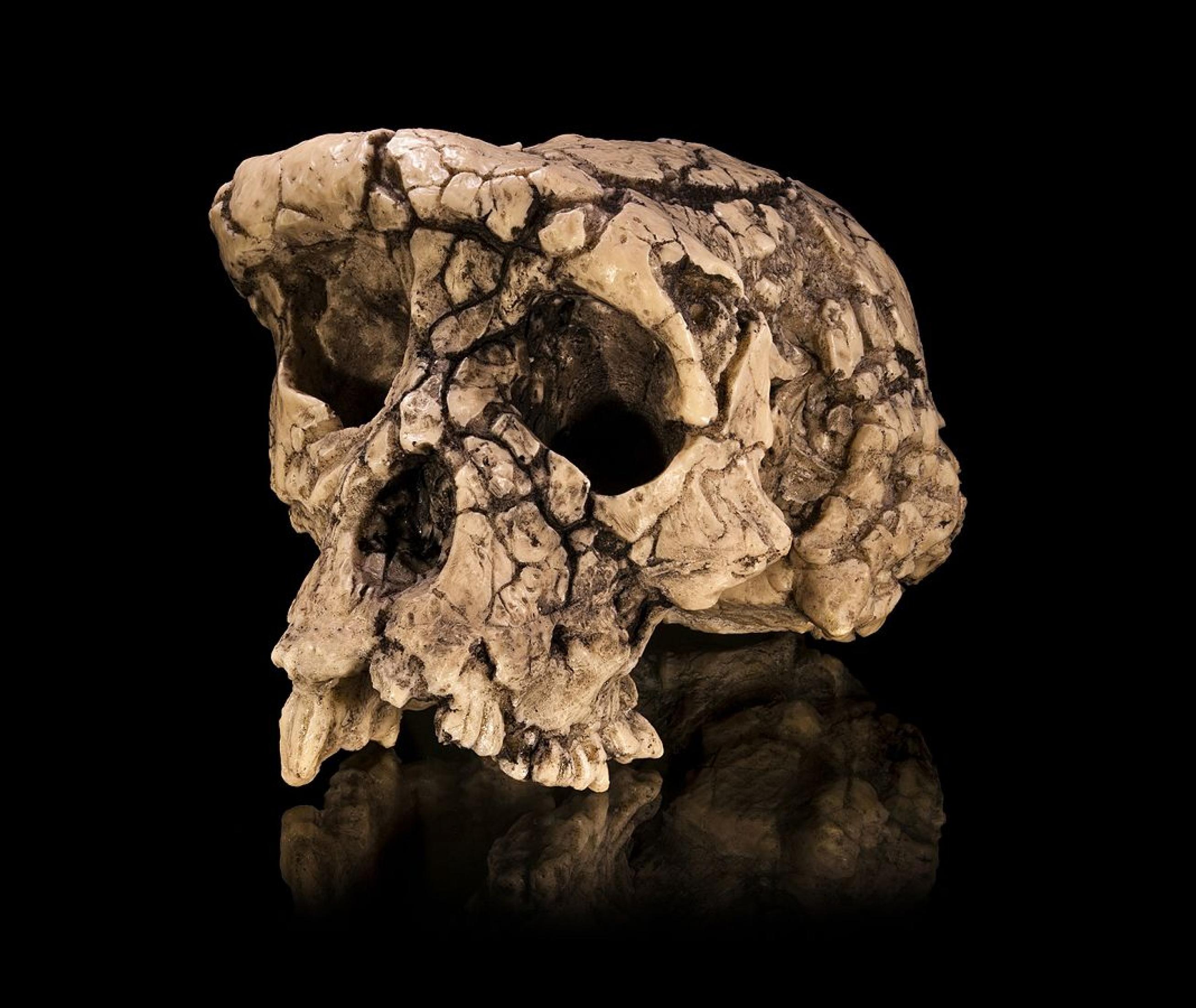 Aus Bruchstücken zusammengesetzter Schädel: Replika eines Schädels von Sahelanthropus tchadensis.