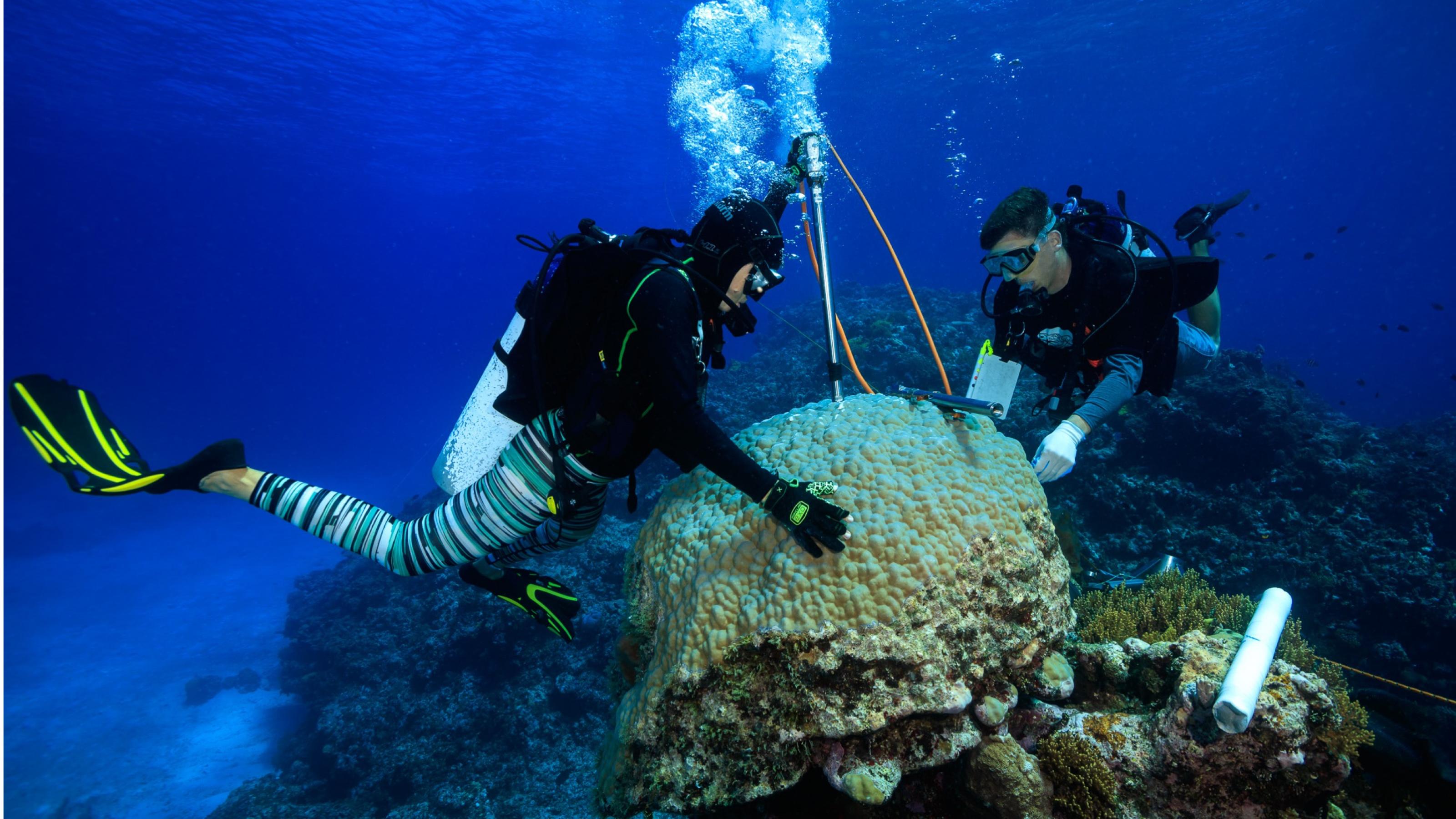 Taucher machen Messungen an einer Koralle.